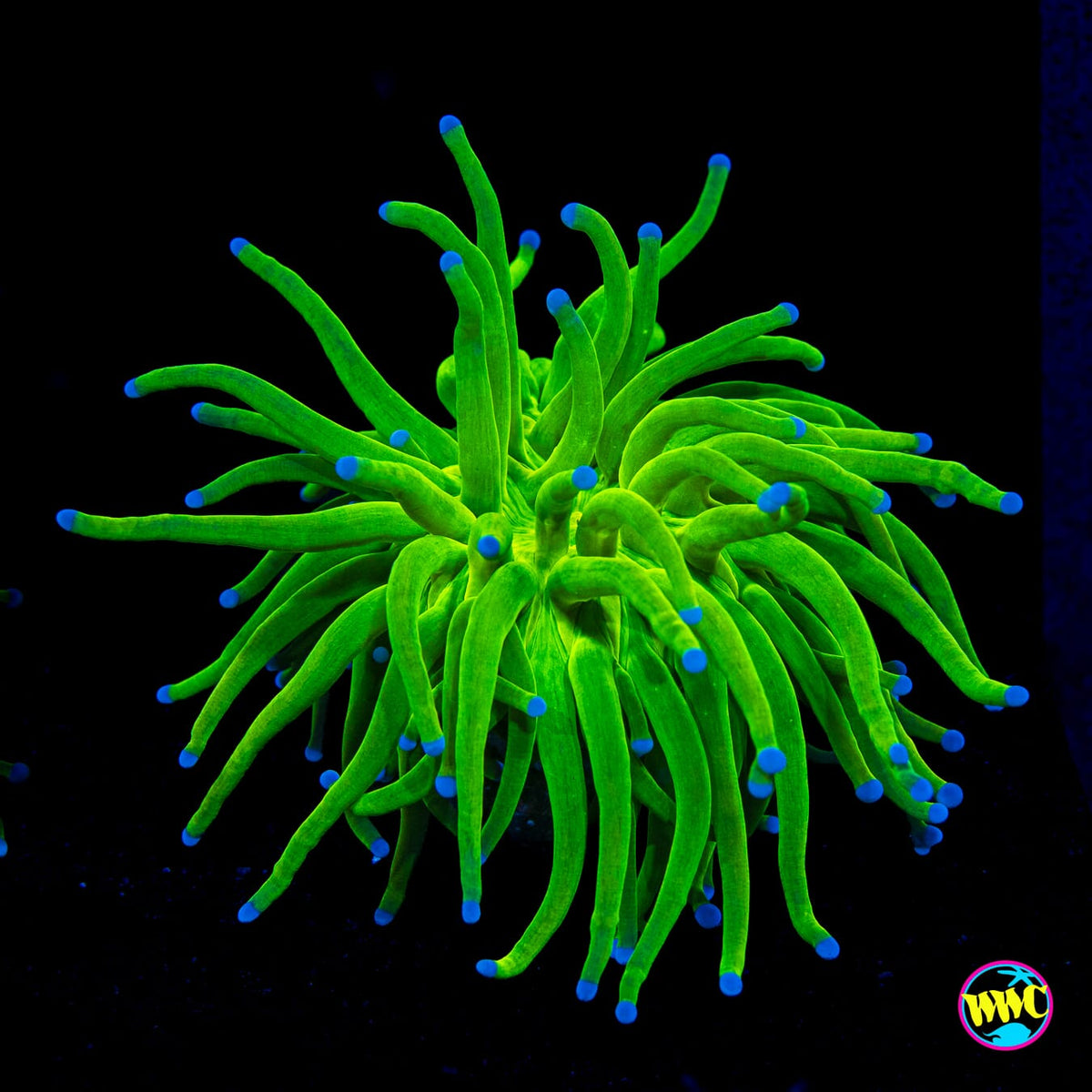 Blue Tipped Cotton Candy Torch