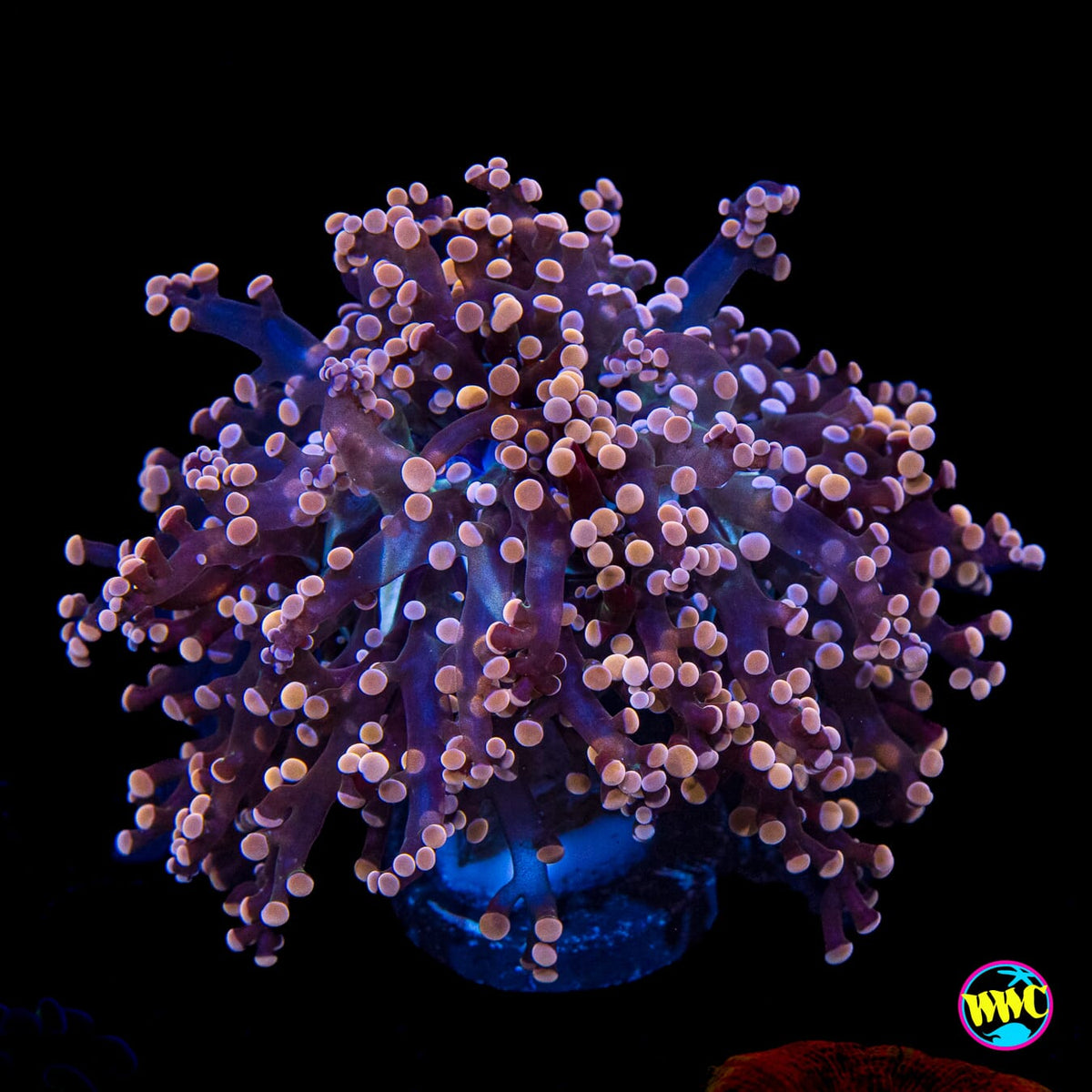Peach Tipped Branching Frogspawn