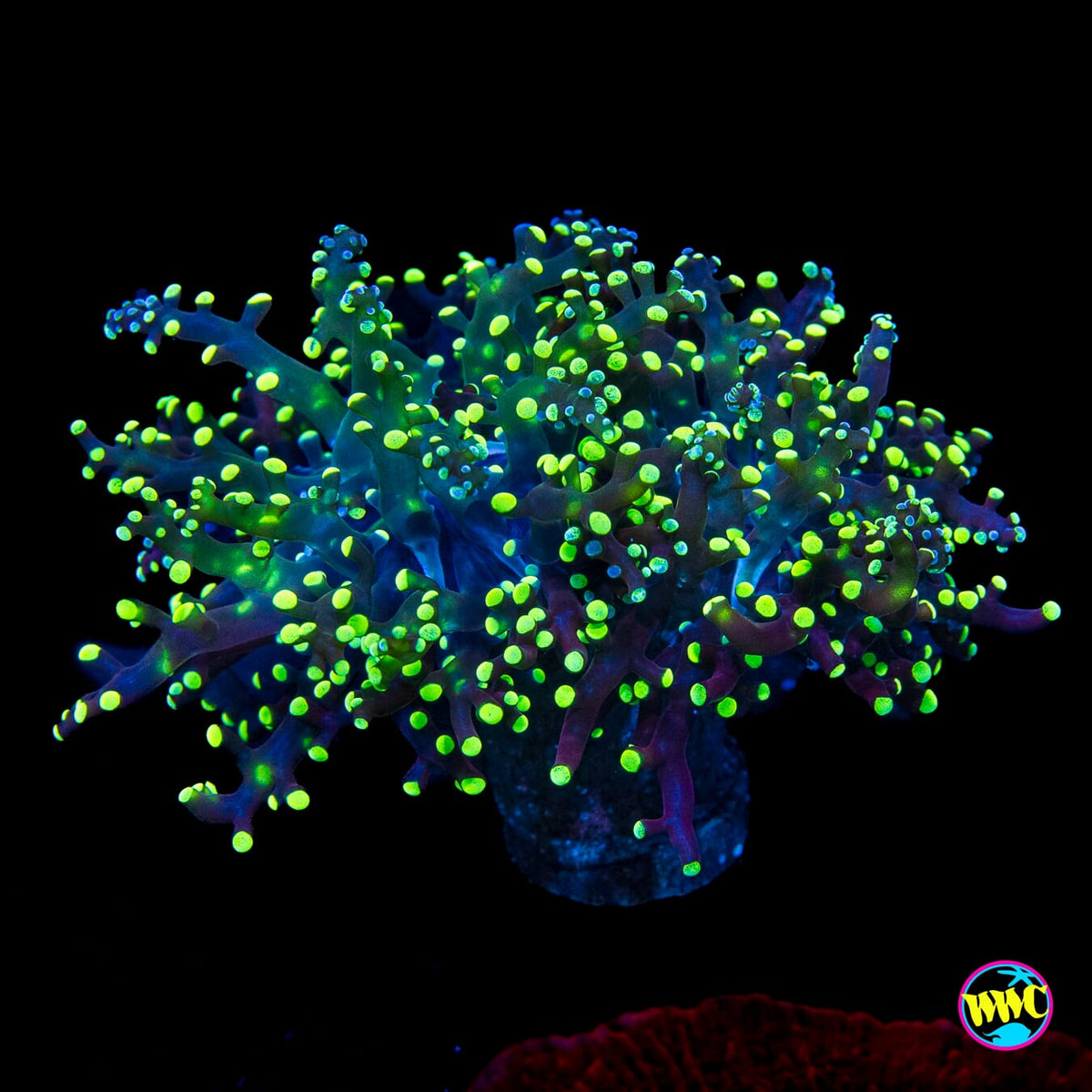 Splatter Tip Branching Frogspawn