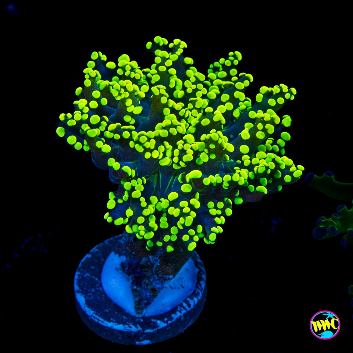 Glowbug Branching Frogspawn