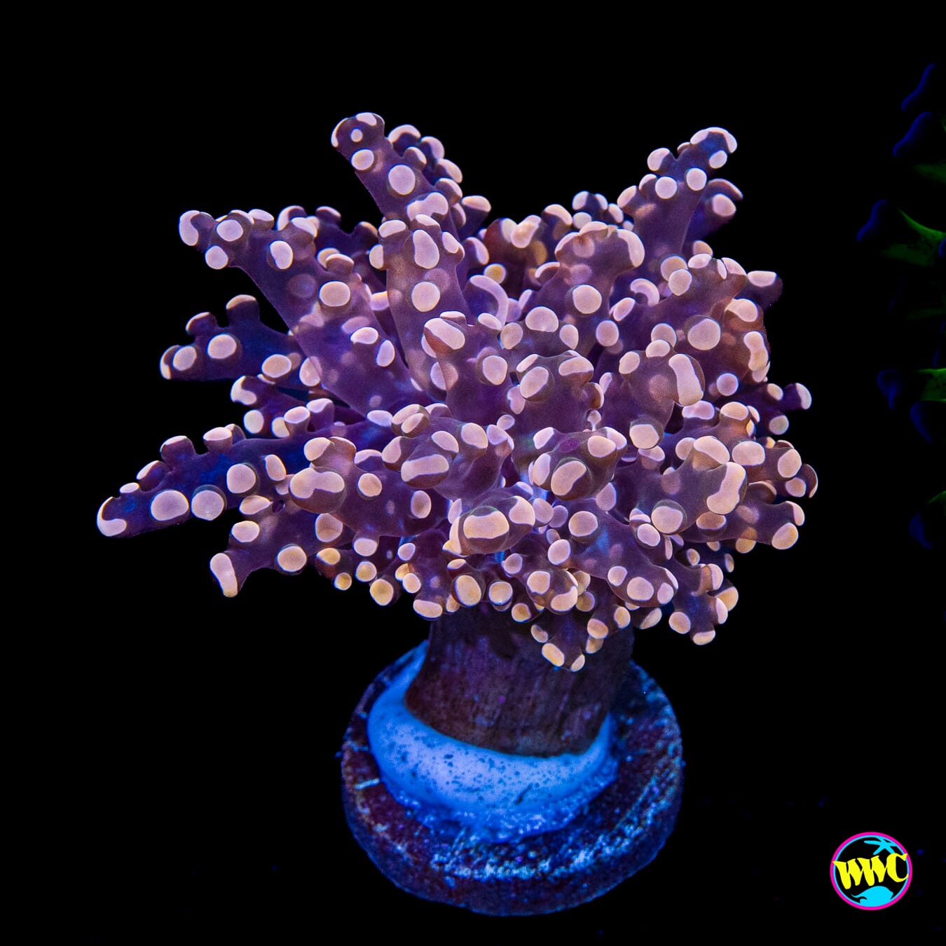 Peach Tipped Branching Frogspawn
