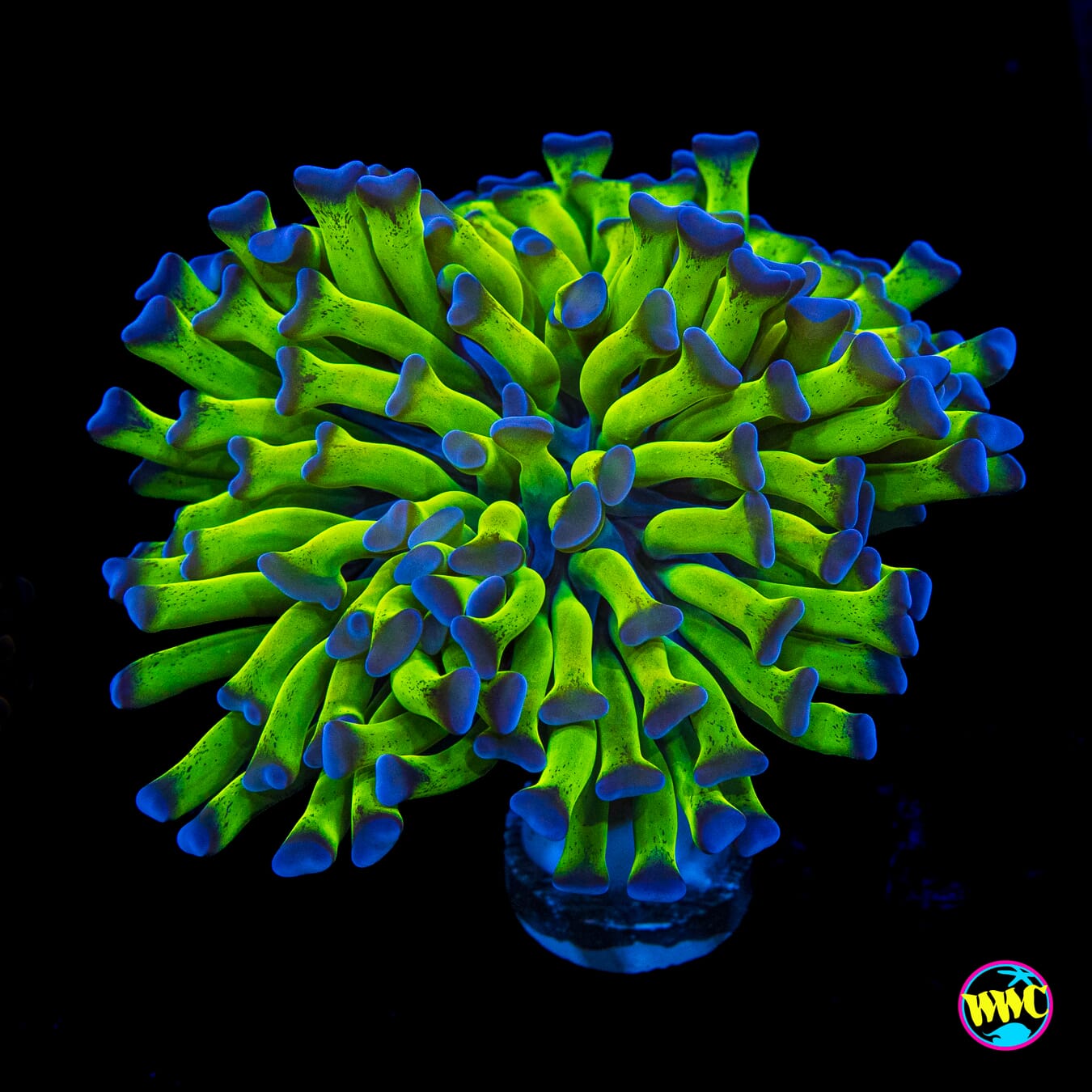 Ultimate Bicolor Branching Hammer