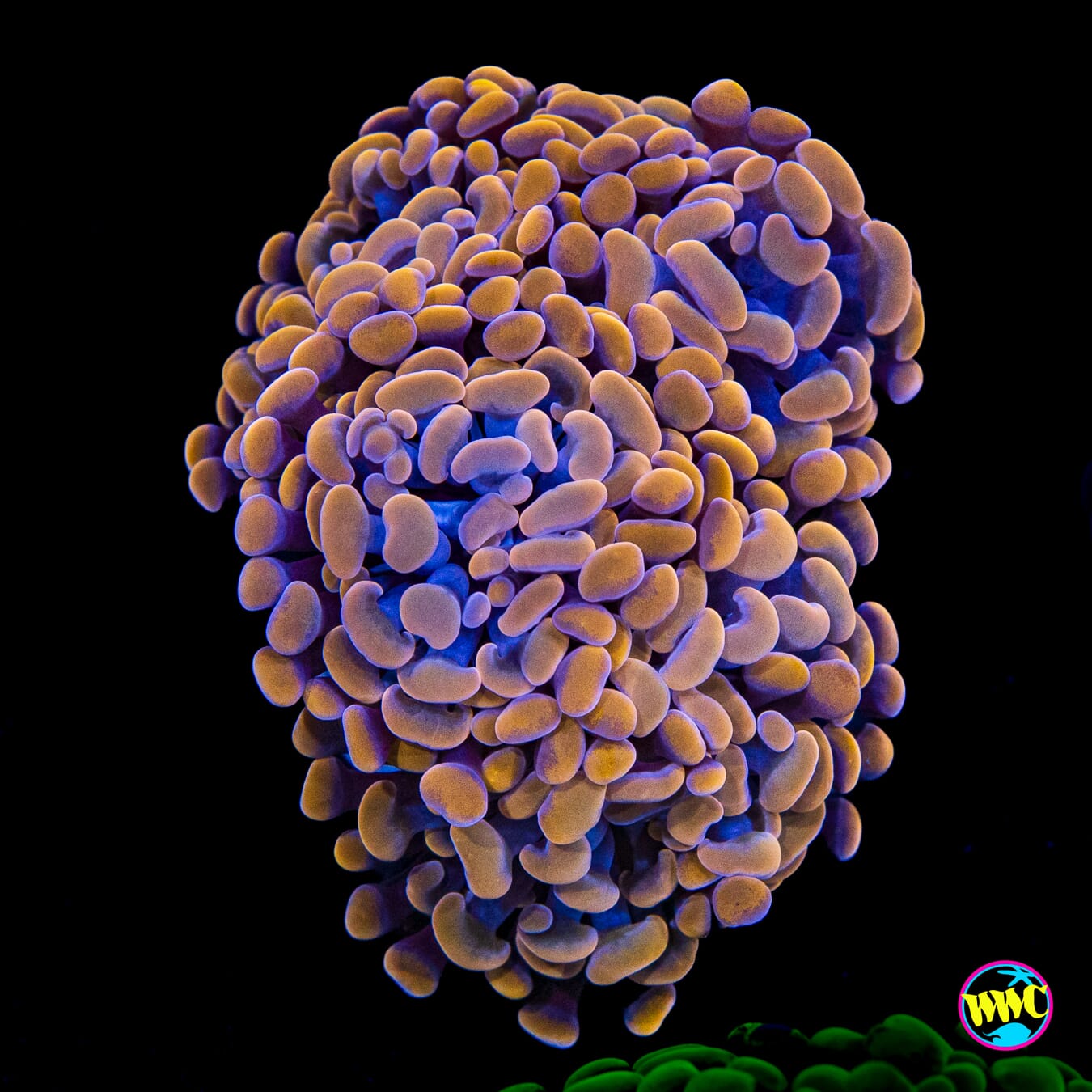 Coppertone Branching Hammer