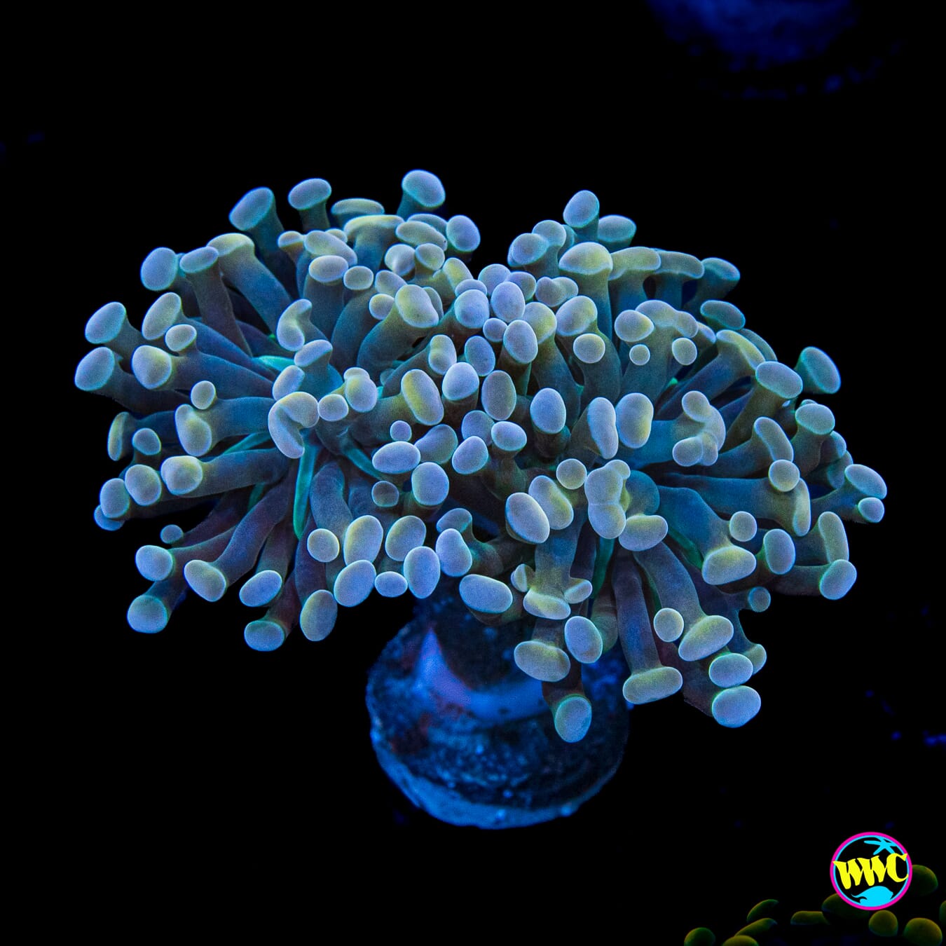 Aquarama Branching Hammer