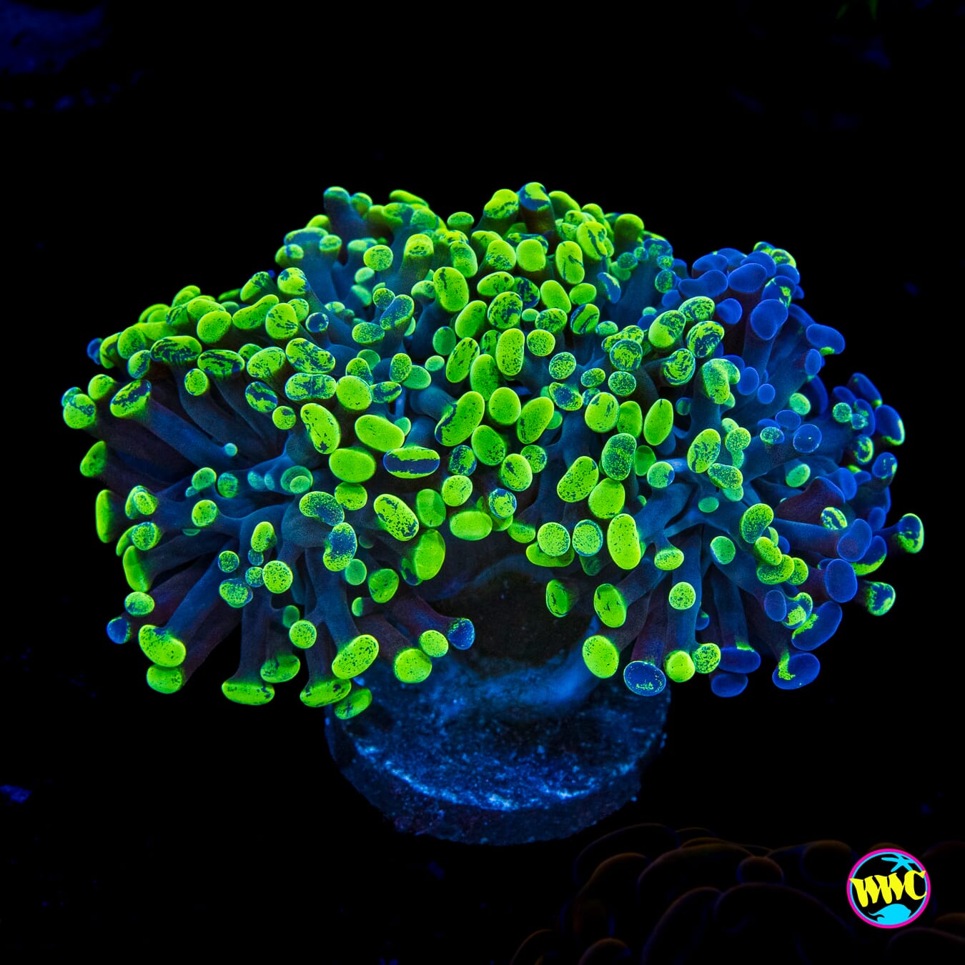 Neon Splatter Branching Hammer