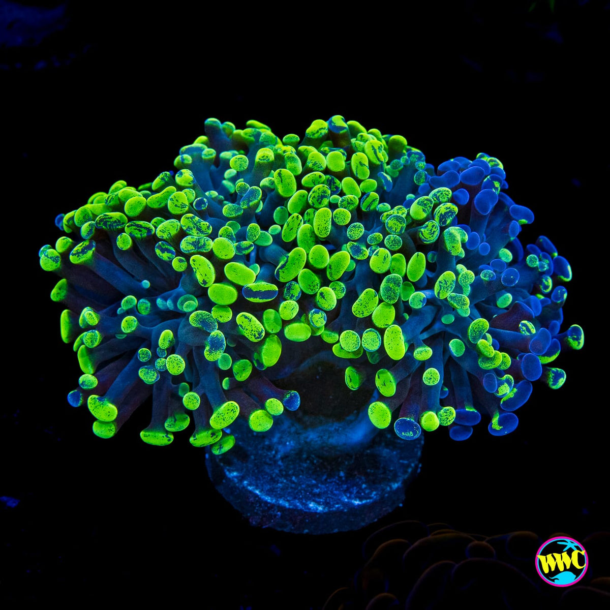 Neon Splatter Branching Hammer