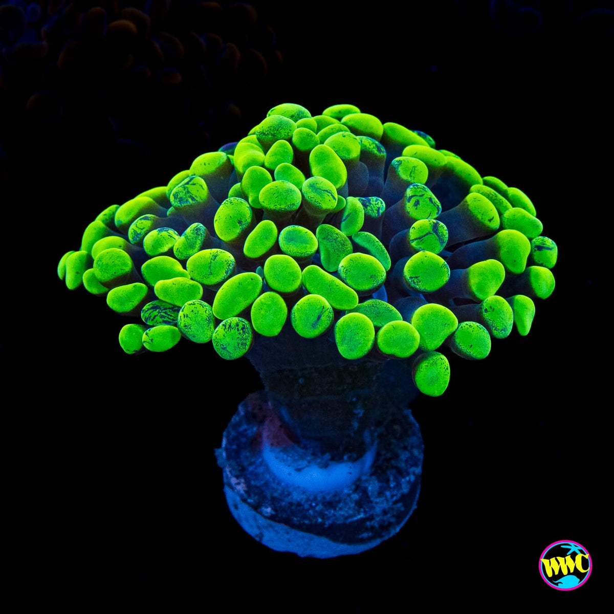 Neon Splatter Branching Hammer