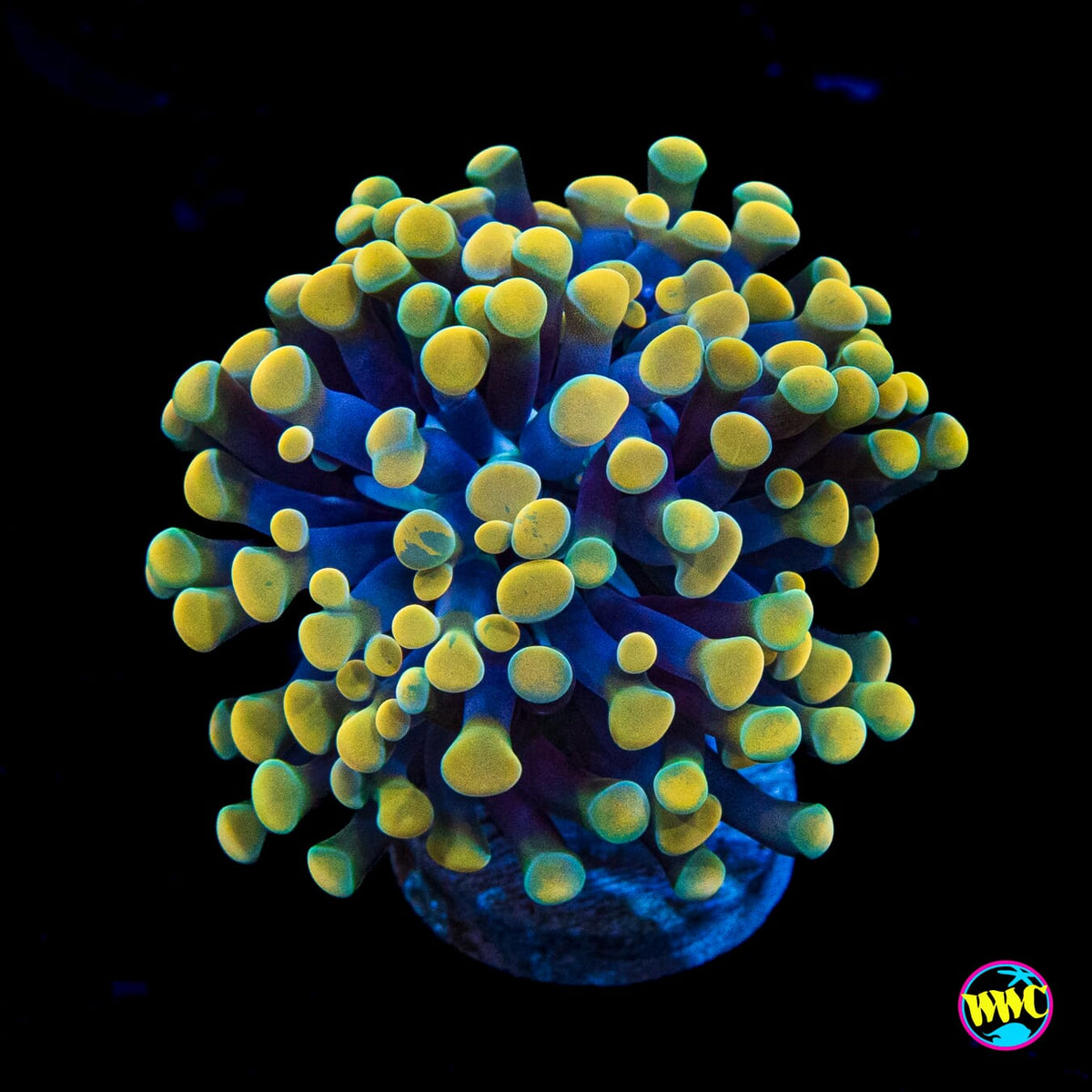Rainbow Branching Hammer