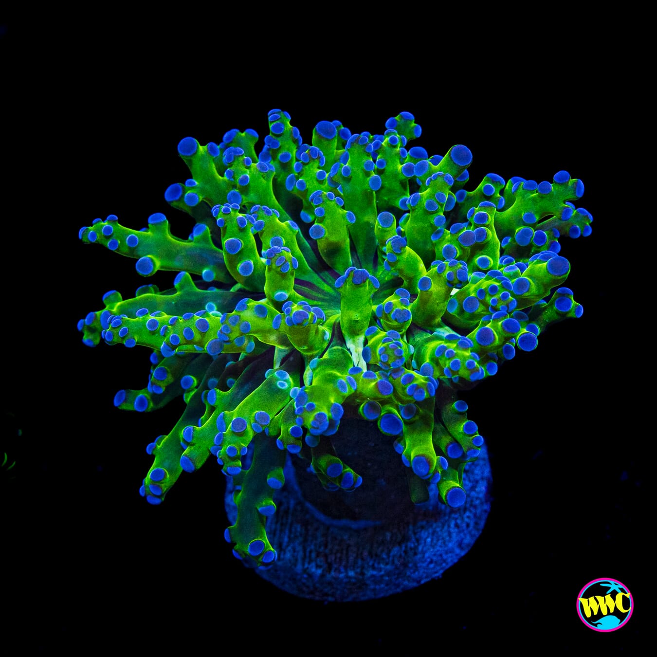 Bicolor Branching Frogspawn