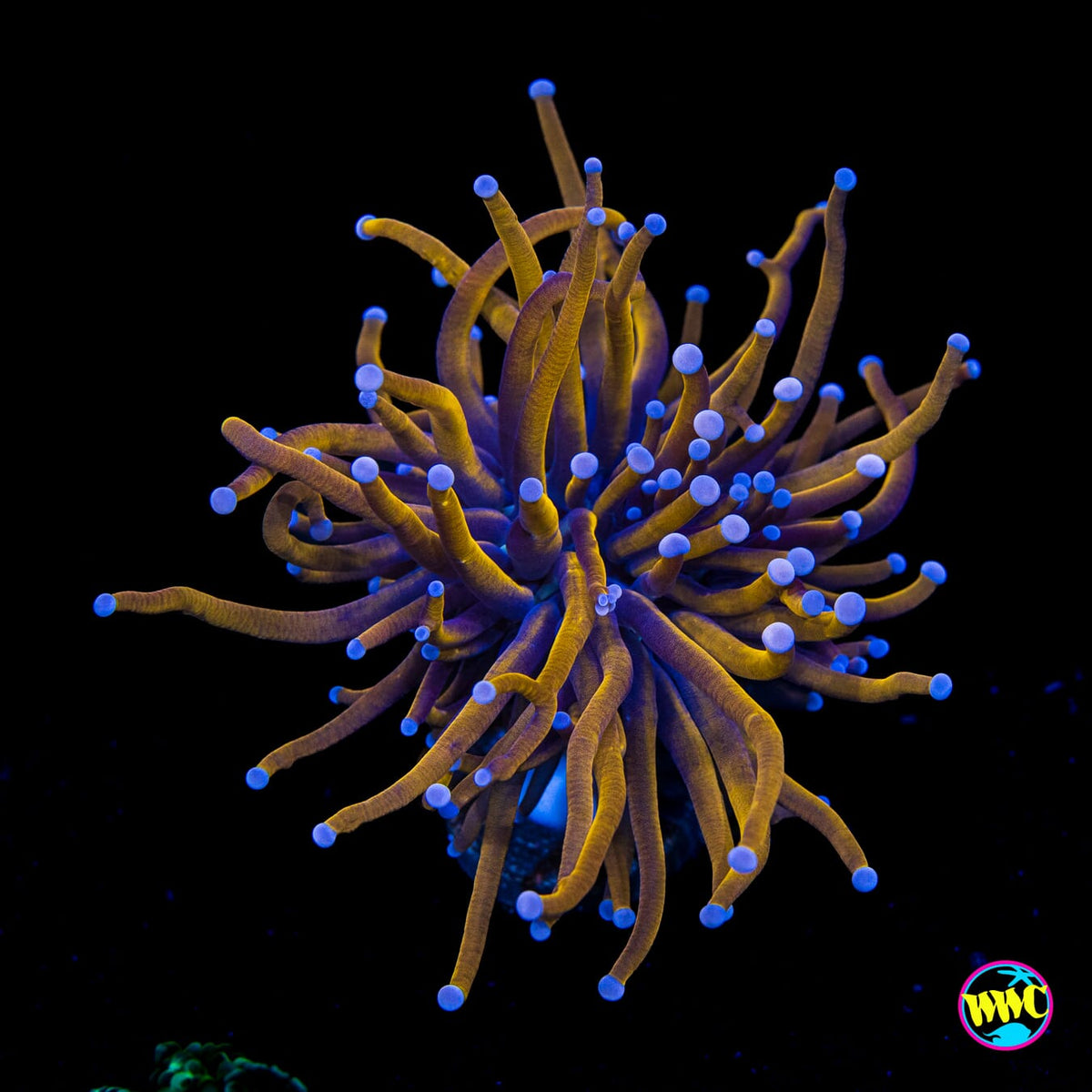 Indo Gold Torch