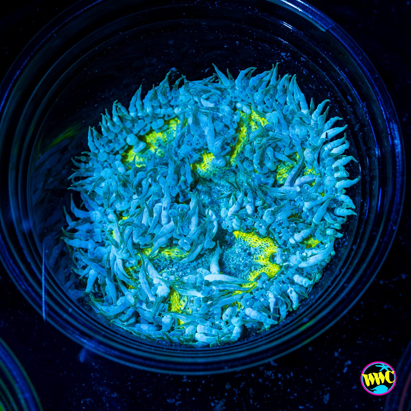 Frozen Lemon Flower Anemone