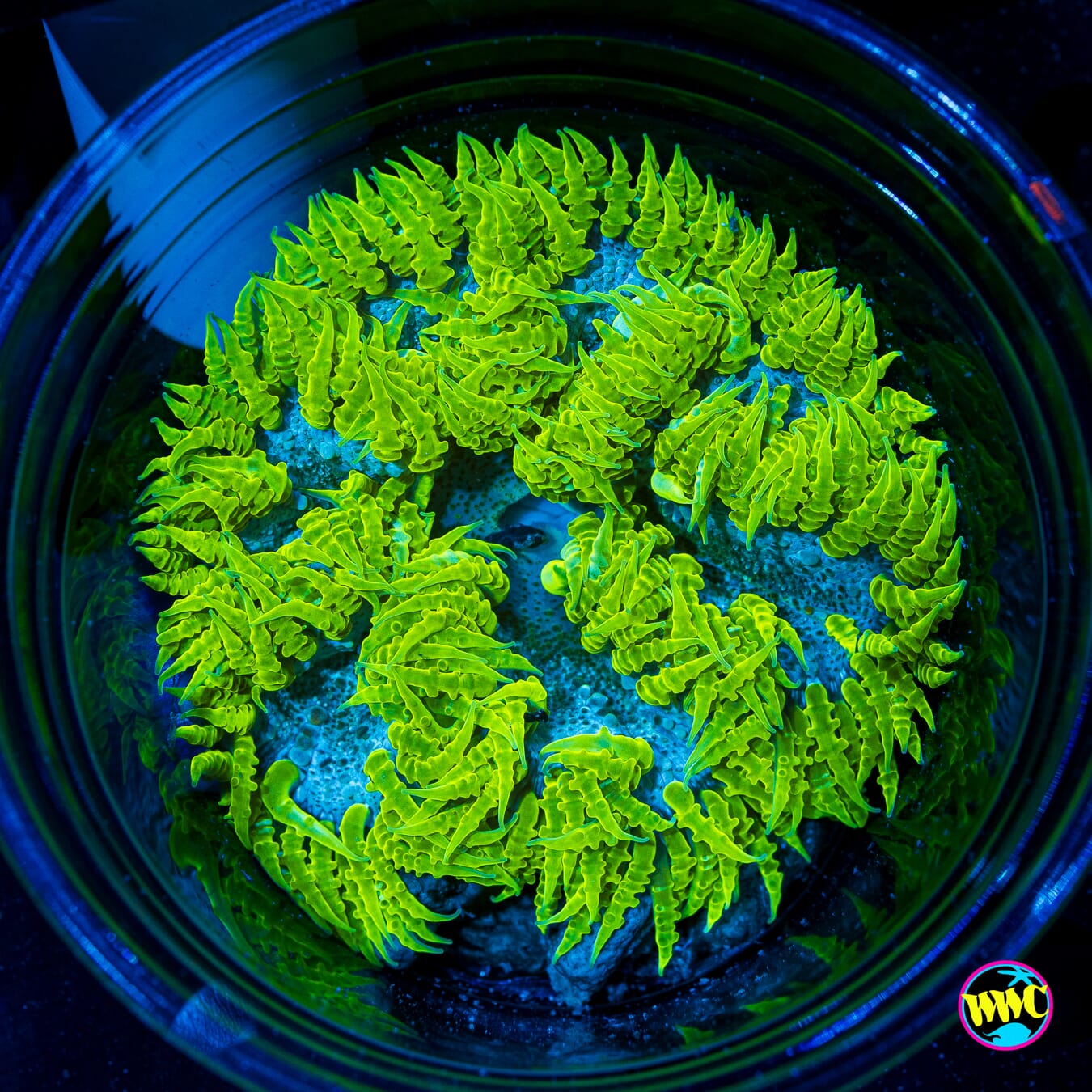 Aqua Limon Flower Anemone