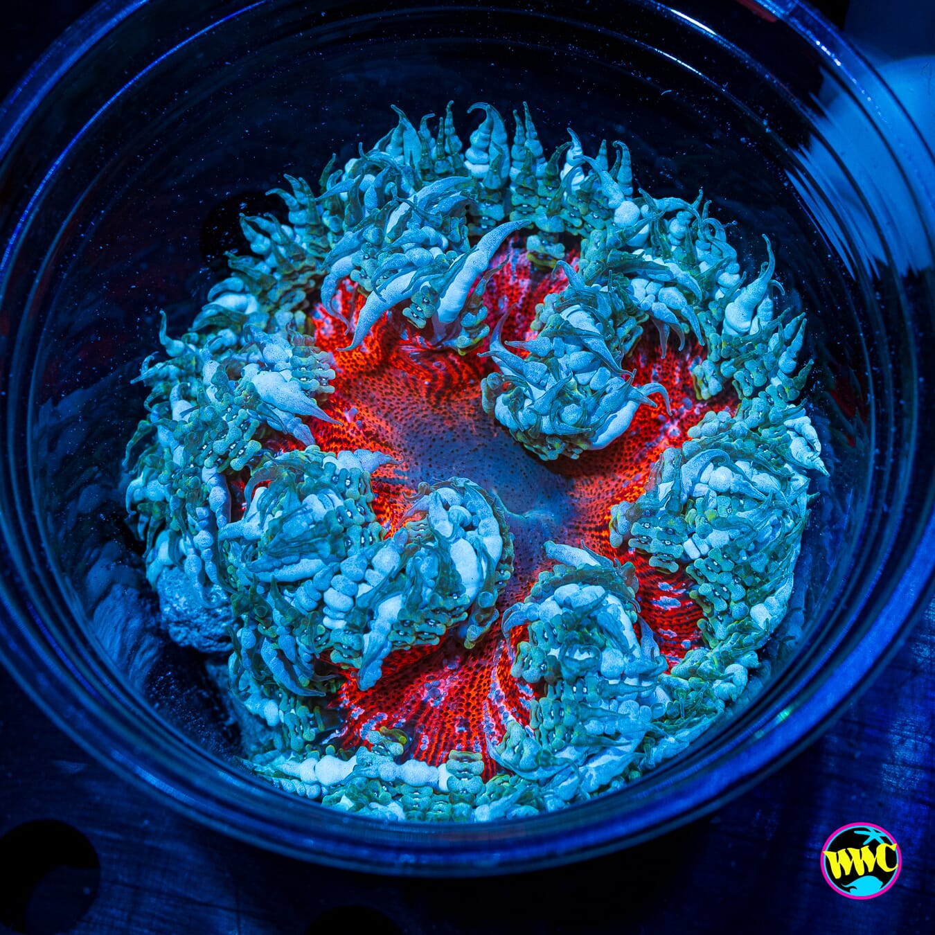 Fire and Ice Flower Anemone