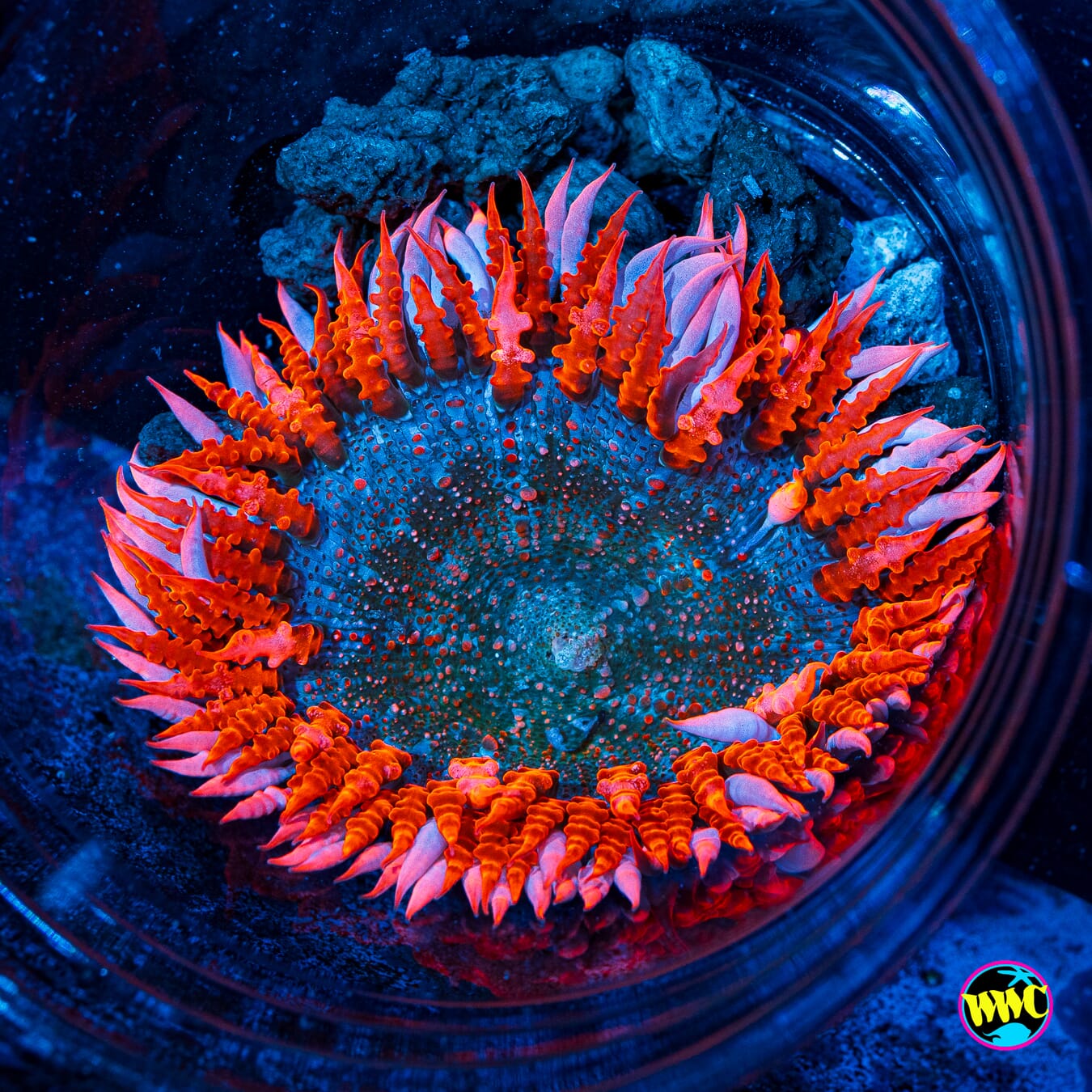 Peppermint Flower Anemone