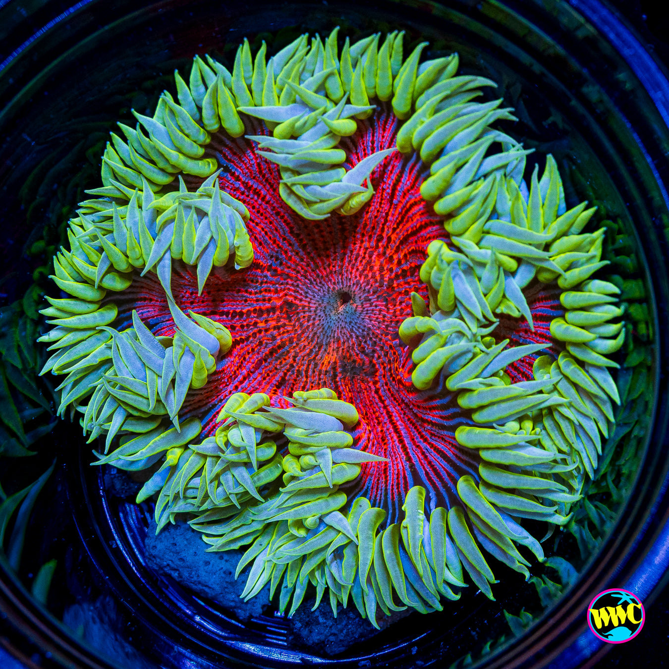Chili Lime Flower Anemone