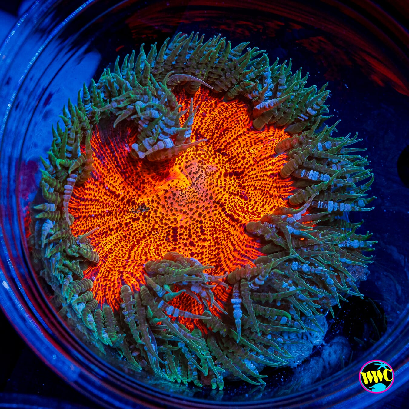 Volcano Flower Anemone