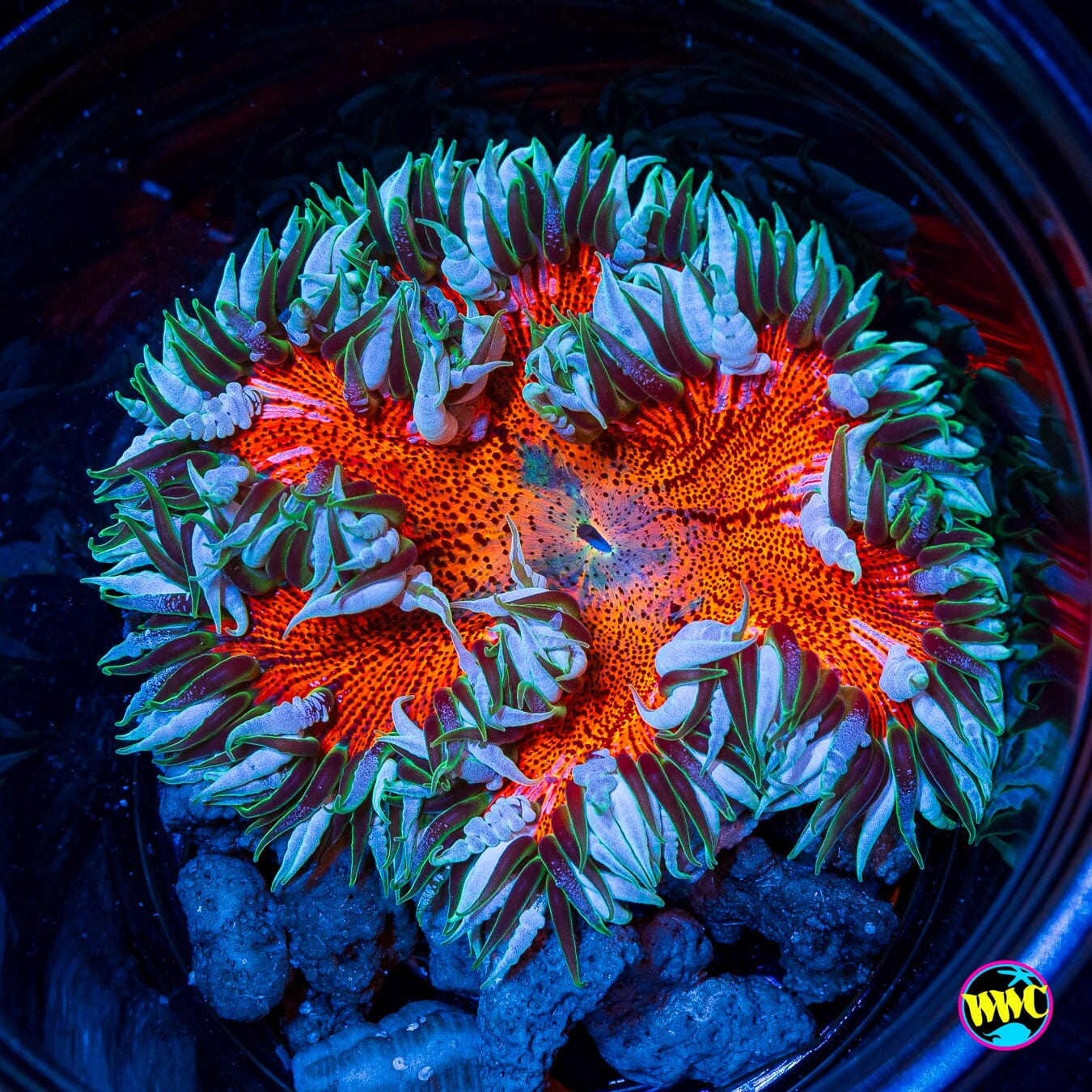 Frozen Flame Flower Anemone
