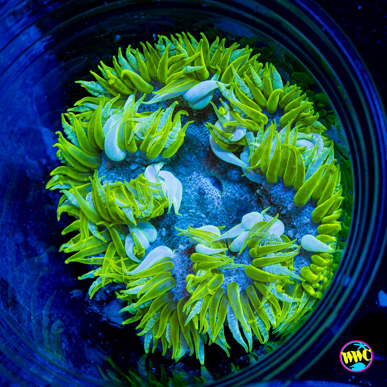 Hidden Oasis Flower Anemone