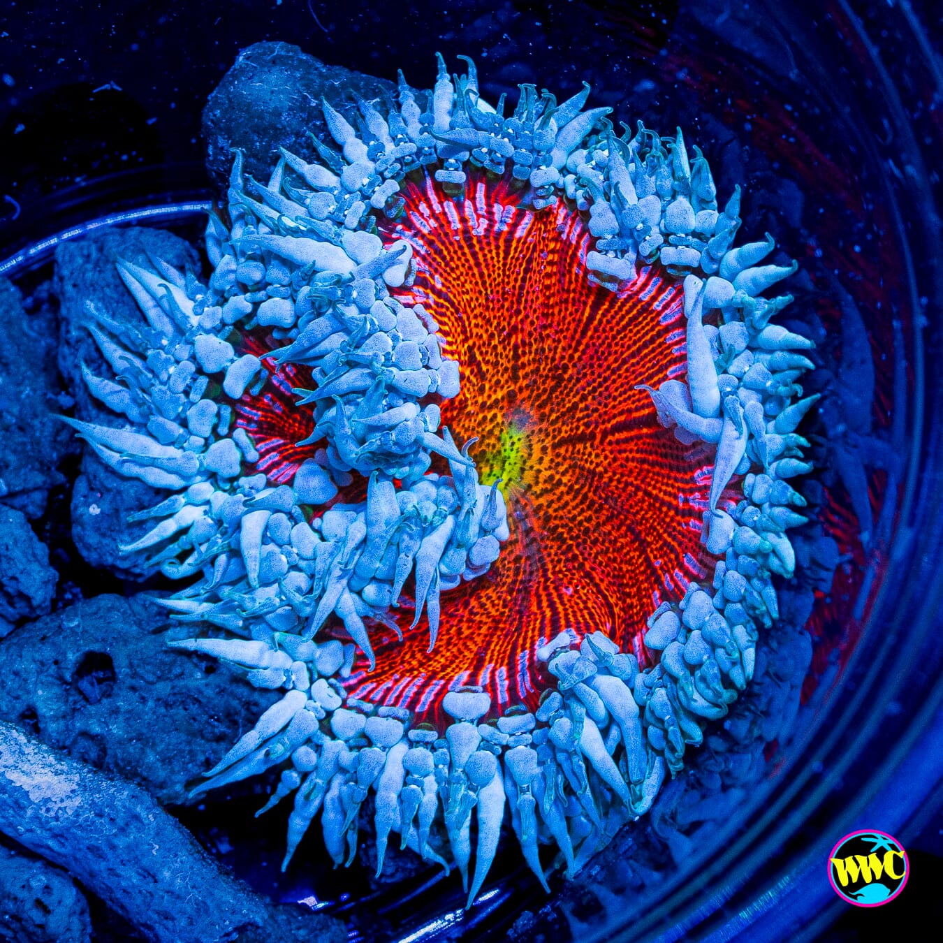 Fire and Ice Flower Anemone