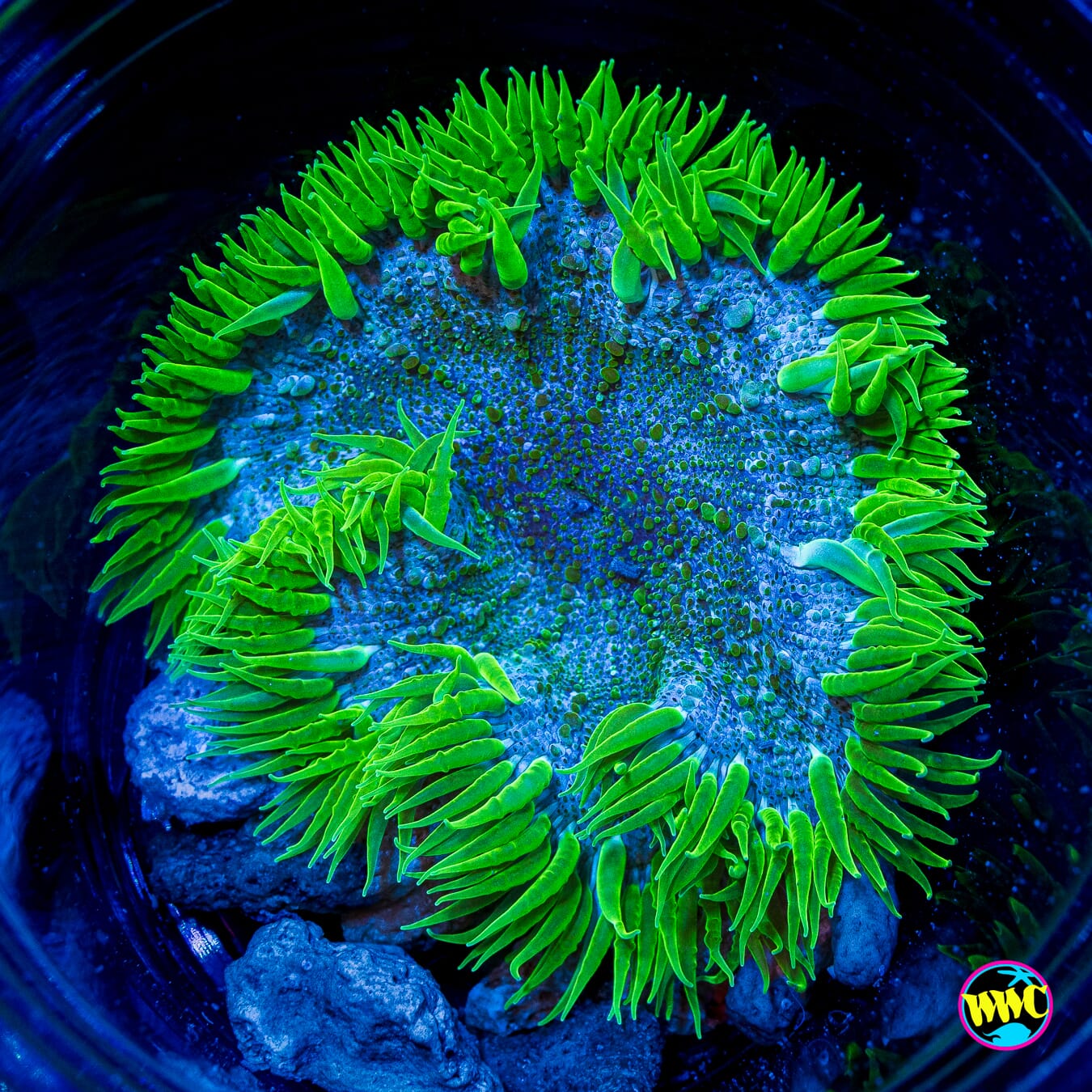 Biosphere Flower Anemone