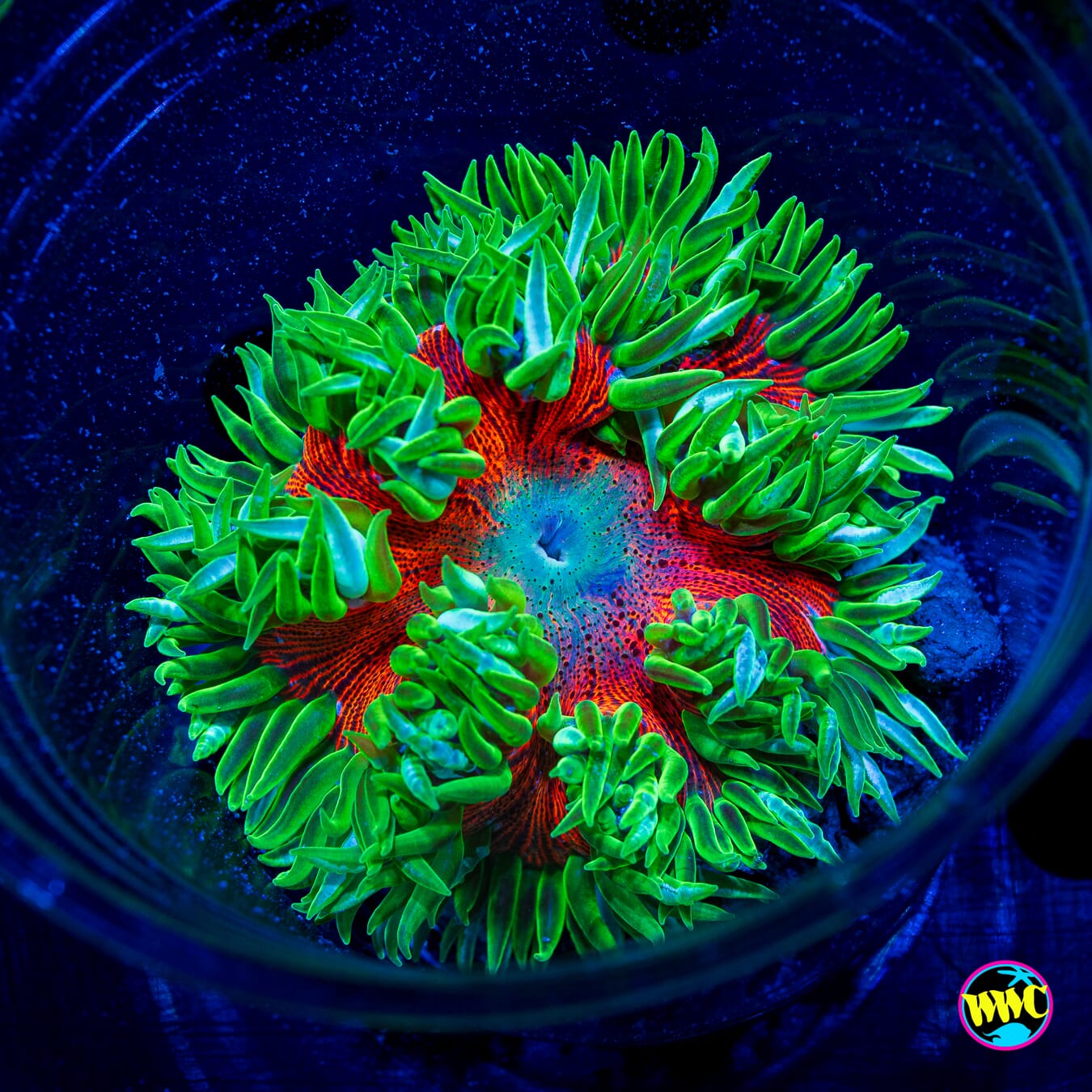 Chili Lime Flower Anemone