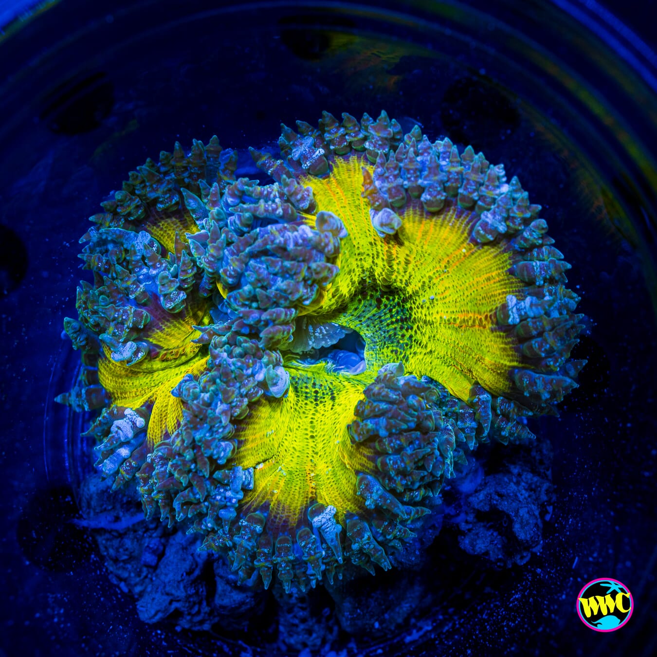 Lemon Blaster Flower Anemone