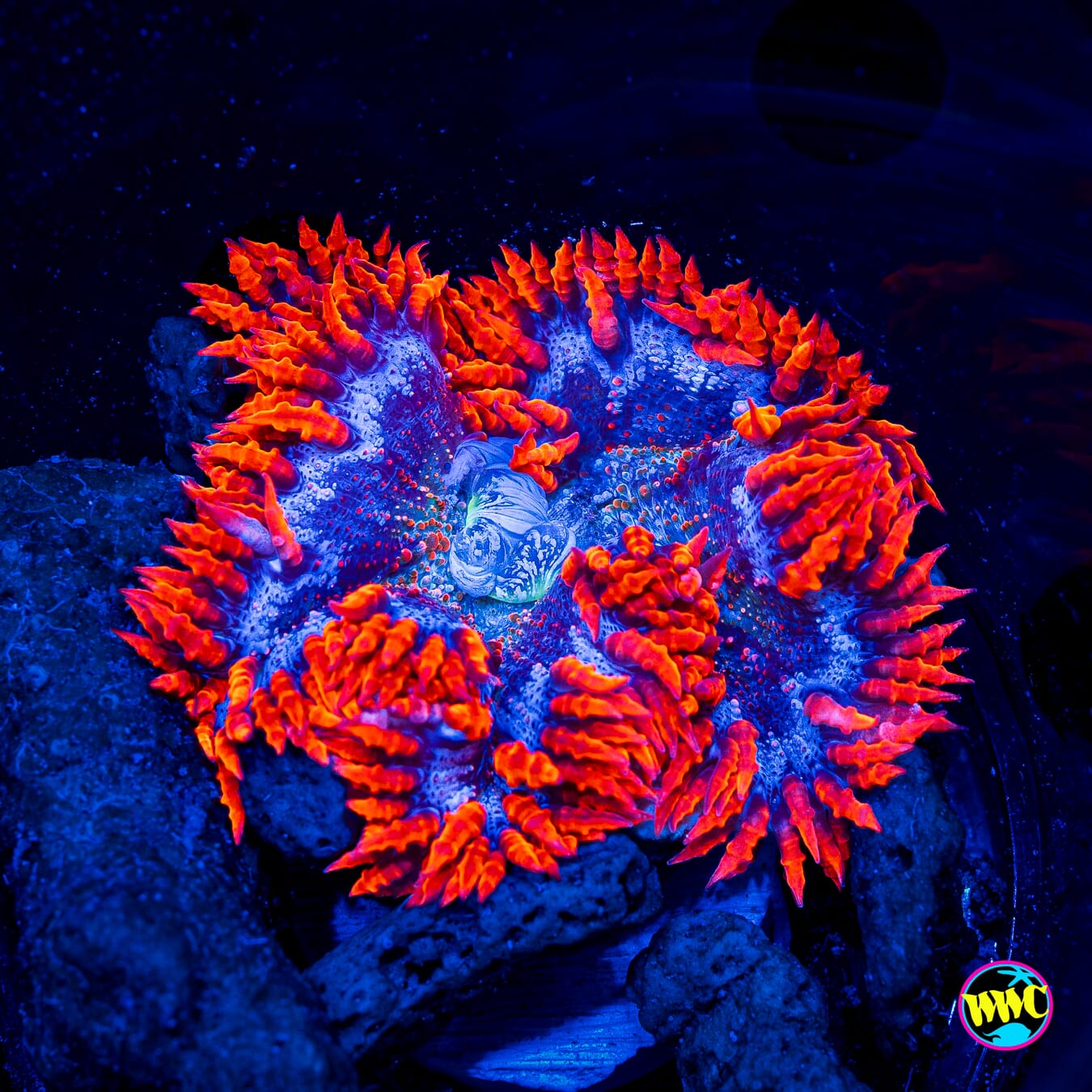 Fire and Ice Flower Anemone