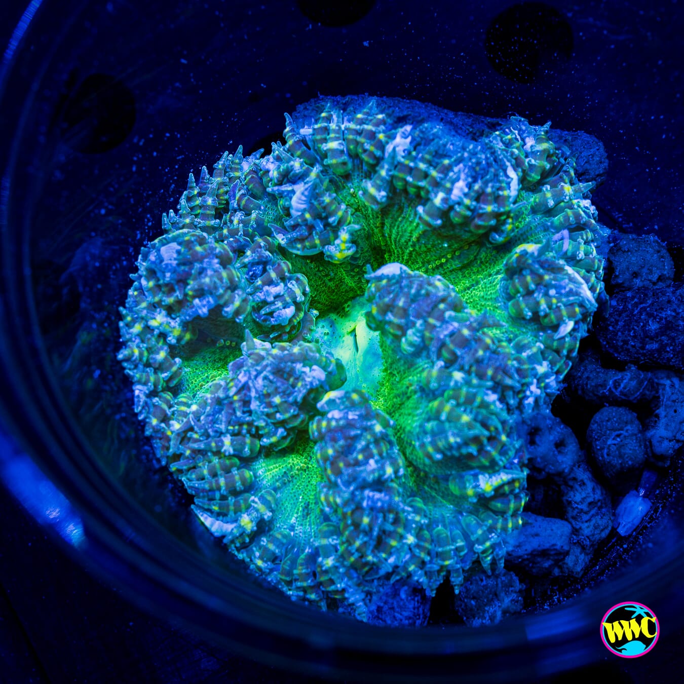 Minty Mint Flower Anemone