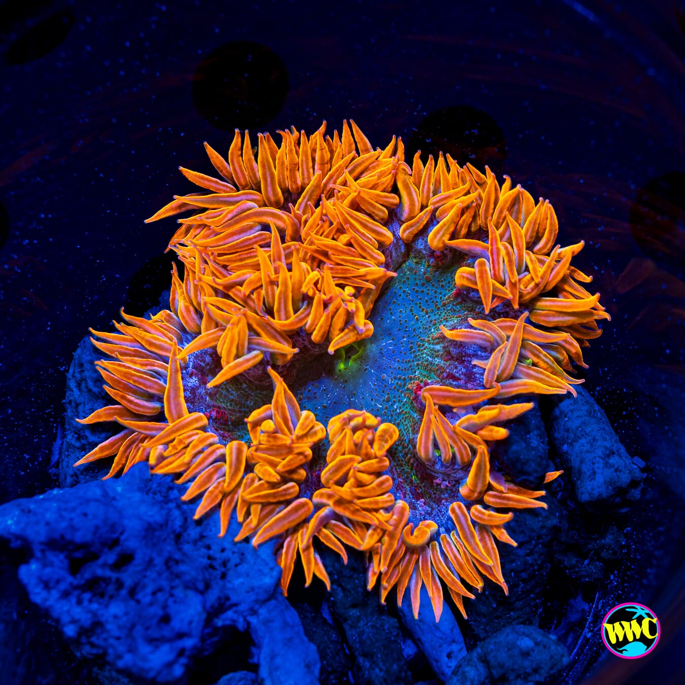 Tangerine Terror Flower Anemone