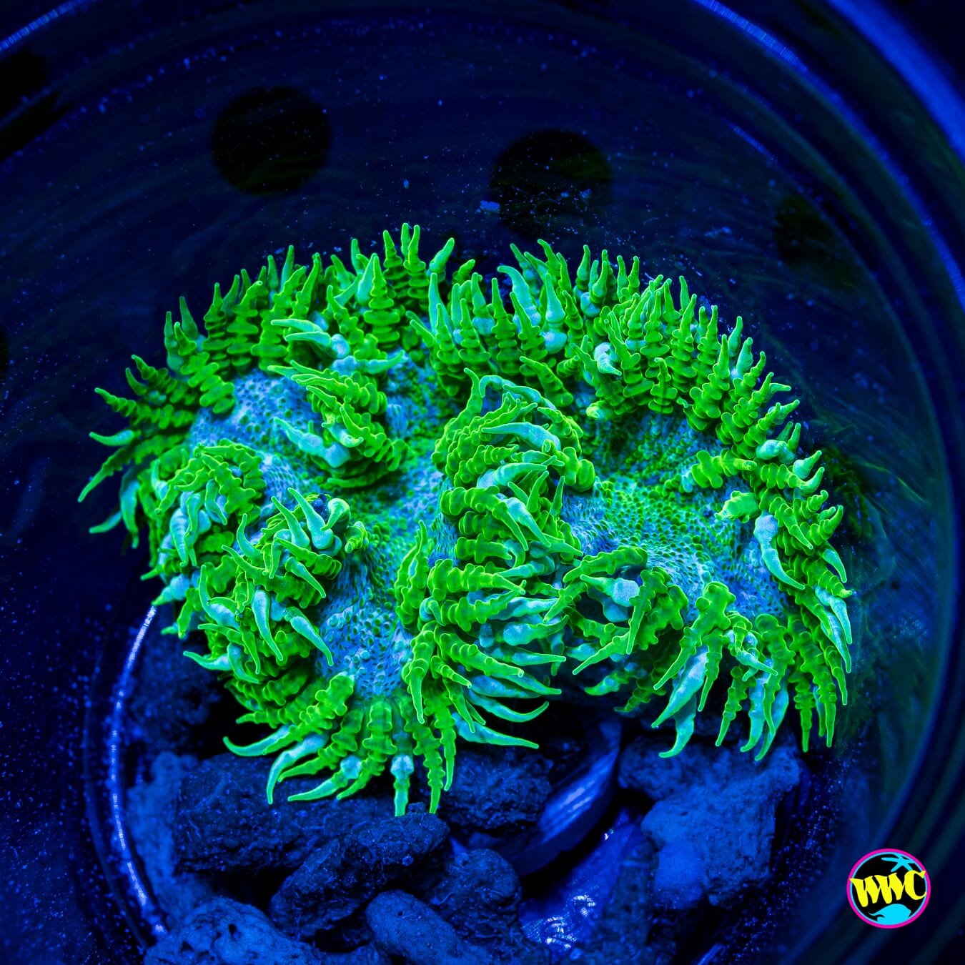 Sour Sucker Flower Anemone