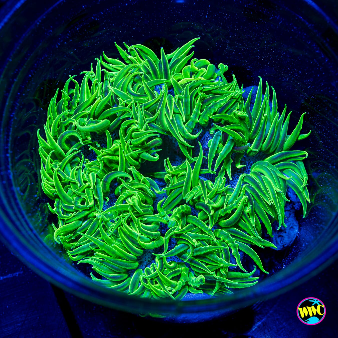 Nuclear Jungle Flower Anemone