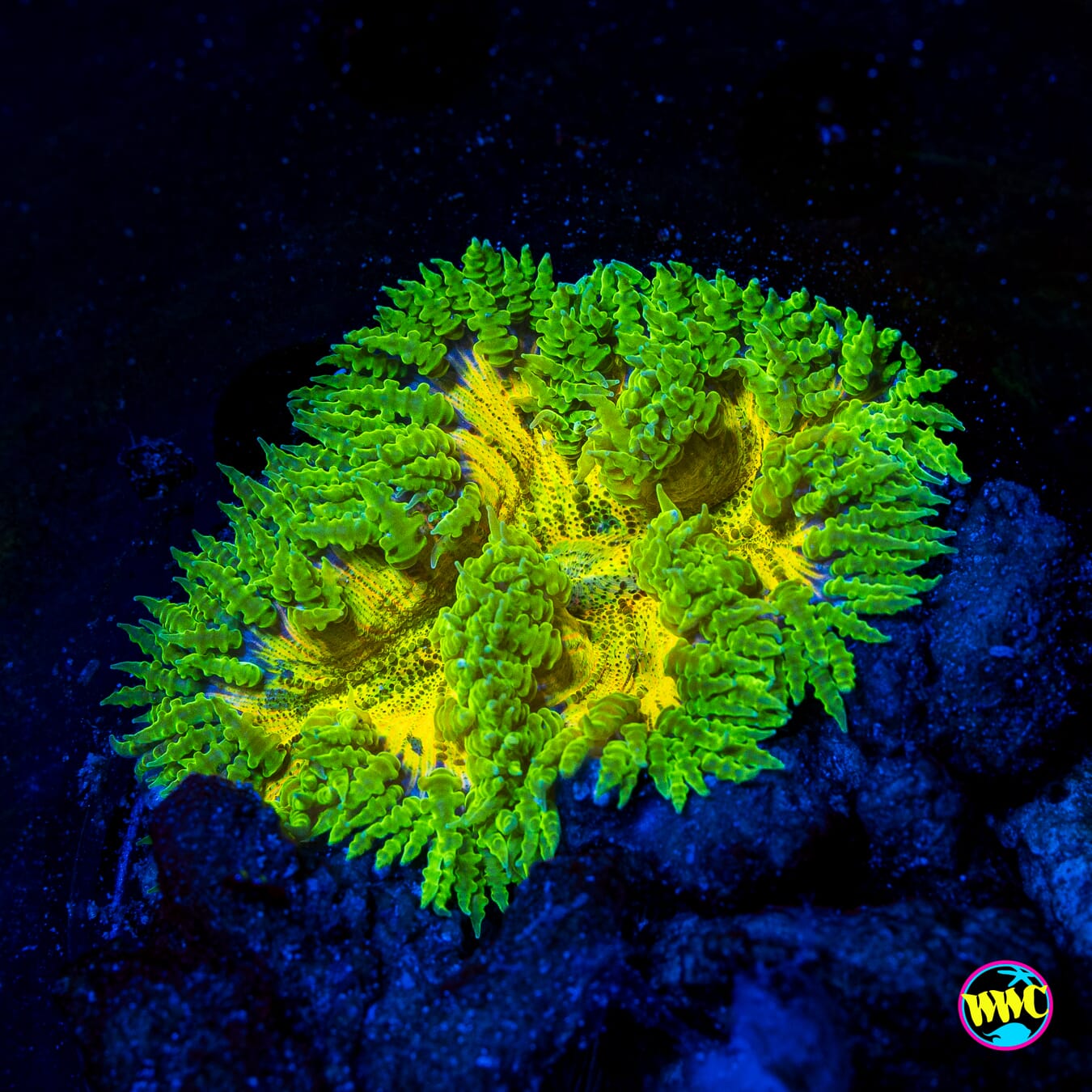 Second Sun Flower Anemone