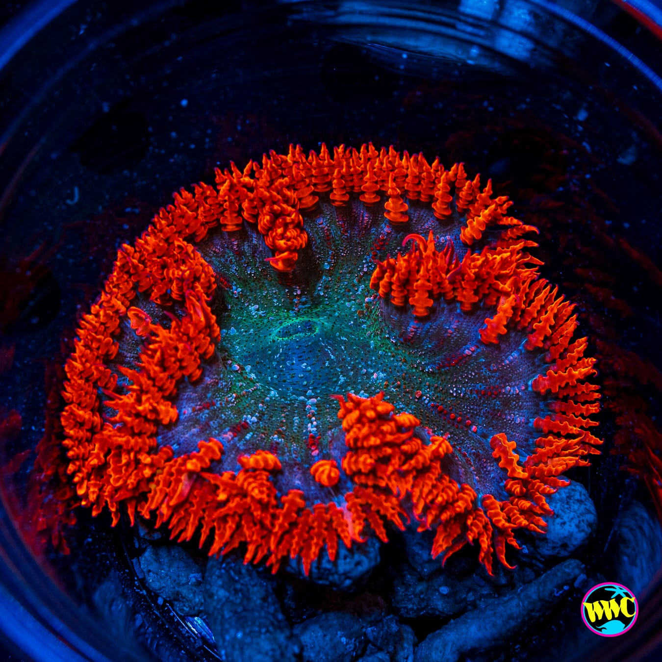 Heatseeker Flower Anemone