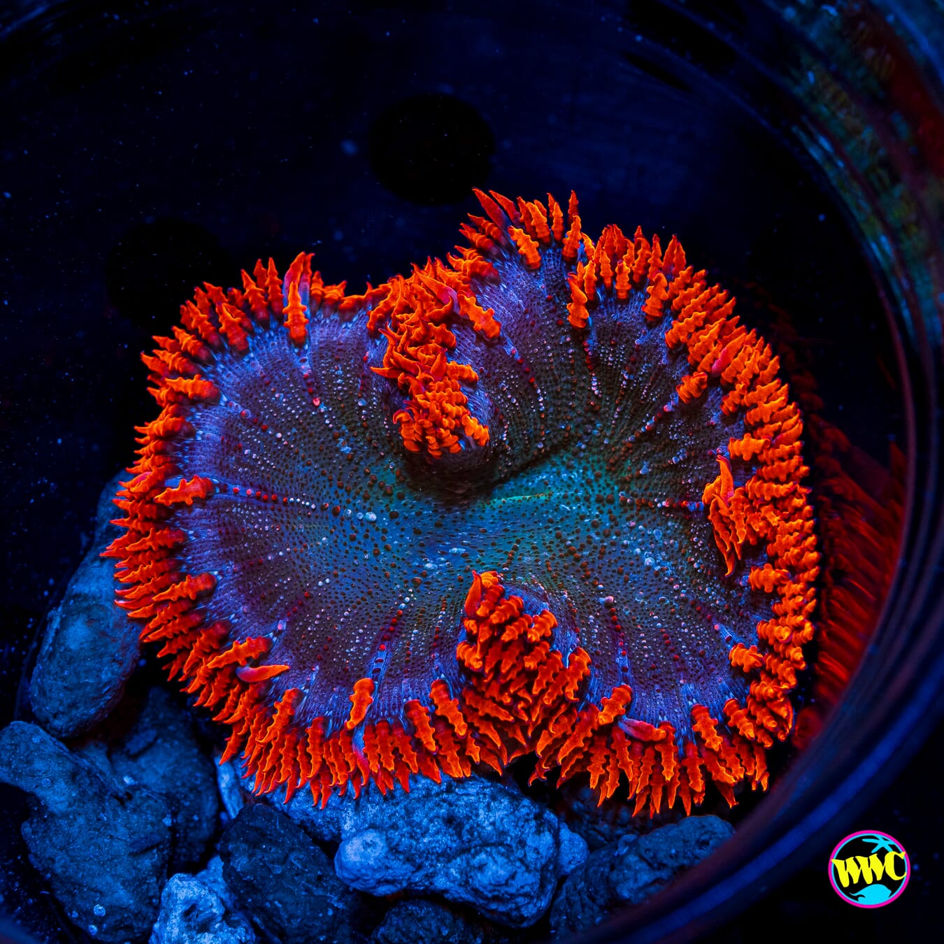 Space Race Flower Anemone