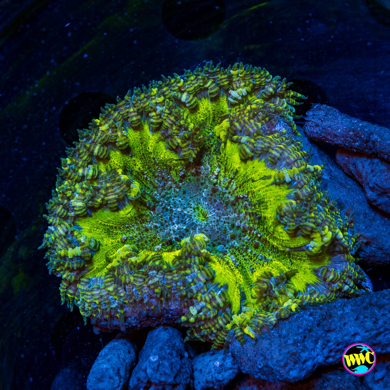 Lemonade Flower Anemone