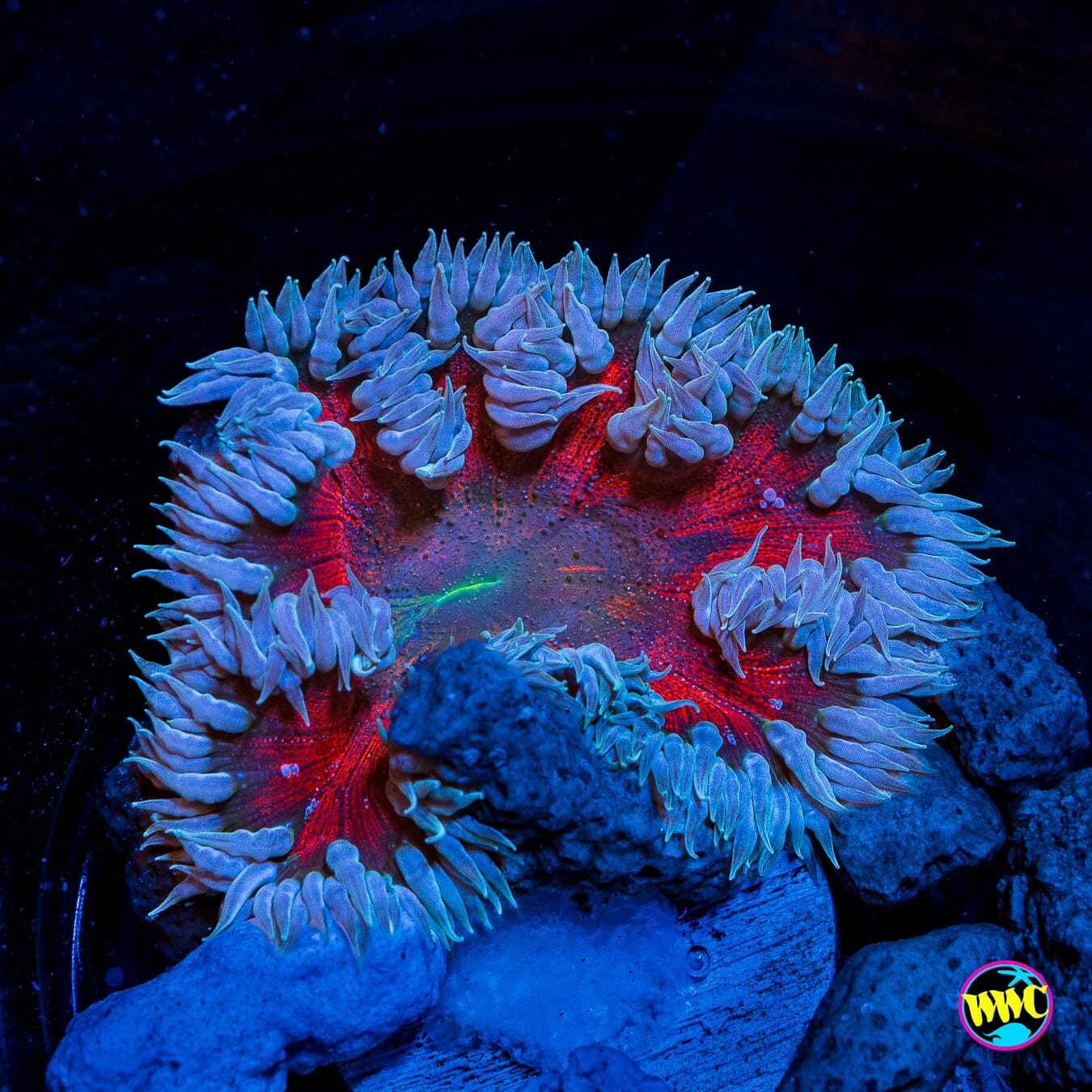 Fire and Ice Flower Anemone