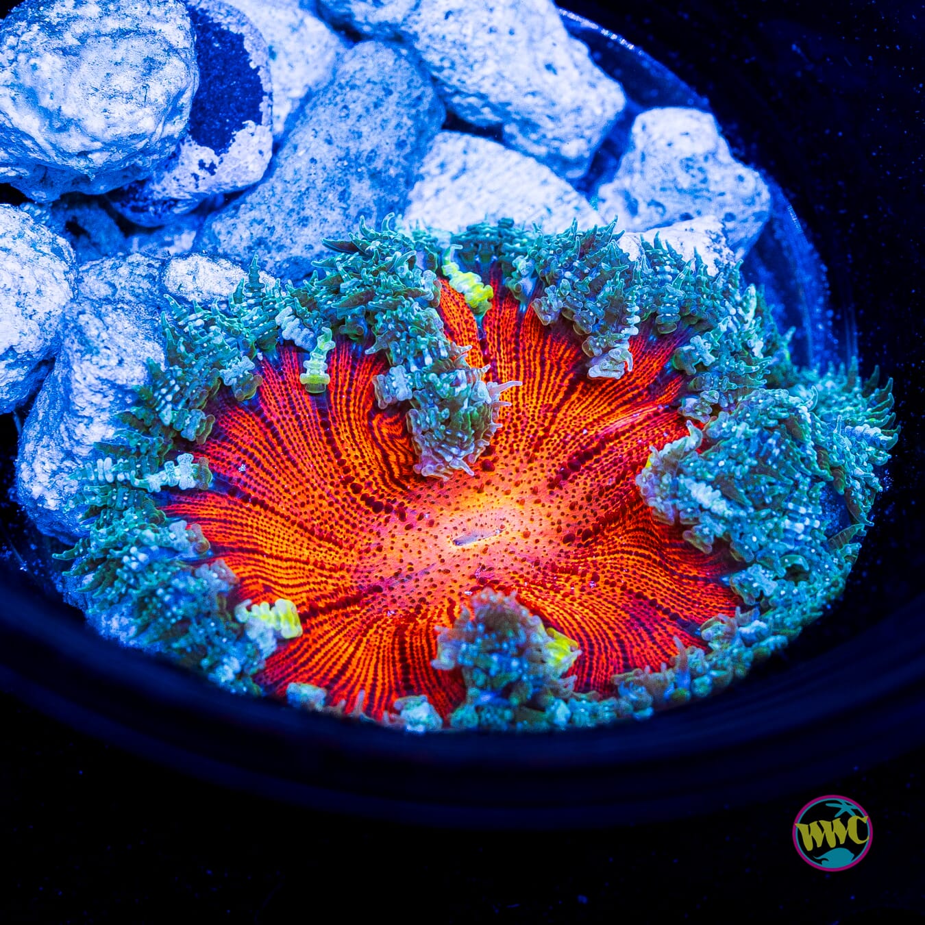 Lava Lash Flower Anemone