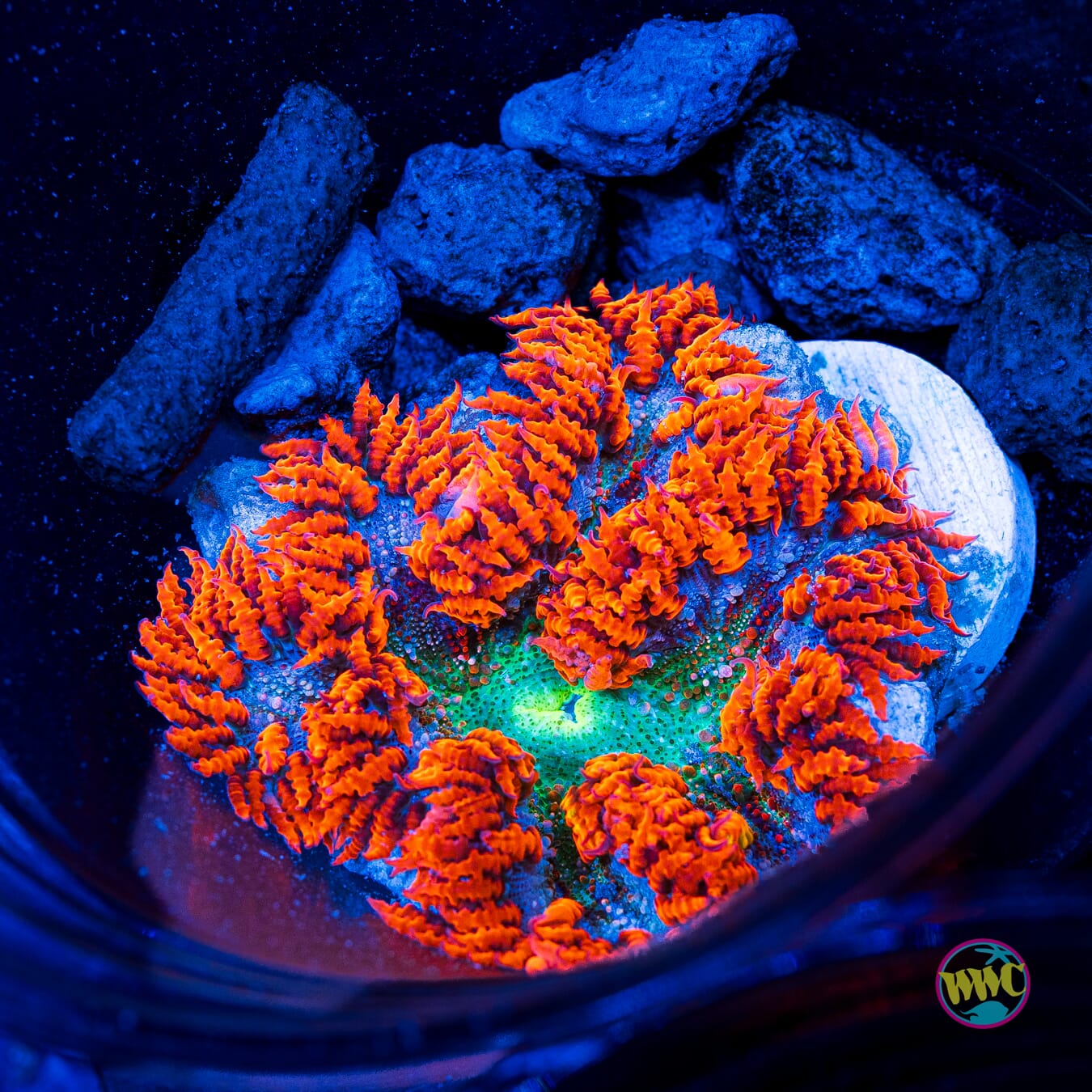 Ring of Fire Flower Anemone