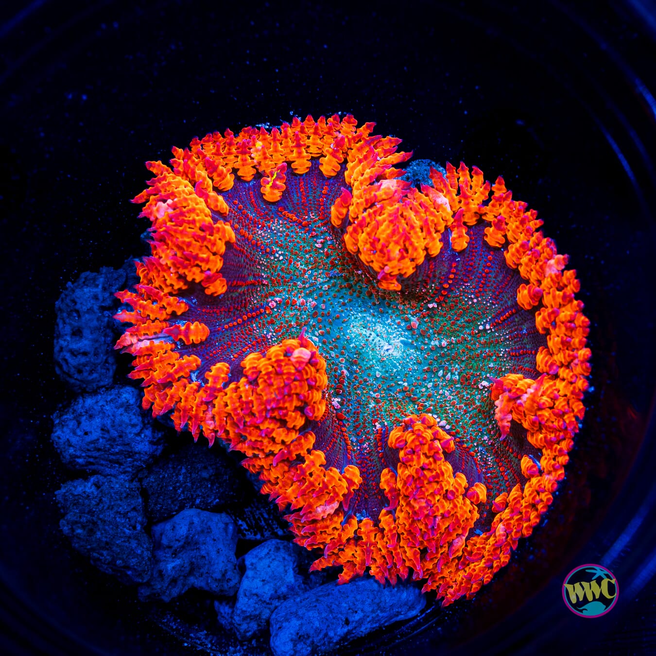 Raging Fissure Flower Anemone