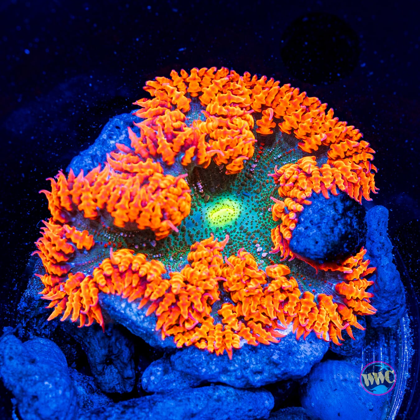 Tropicana Flower Anemone
