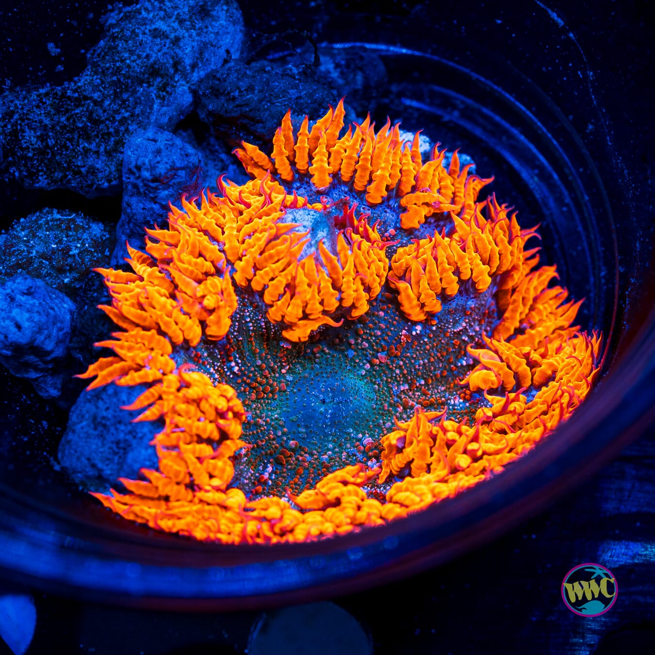 Tangerintini Flower Anemone