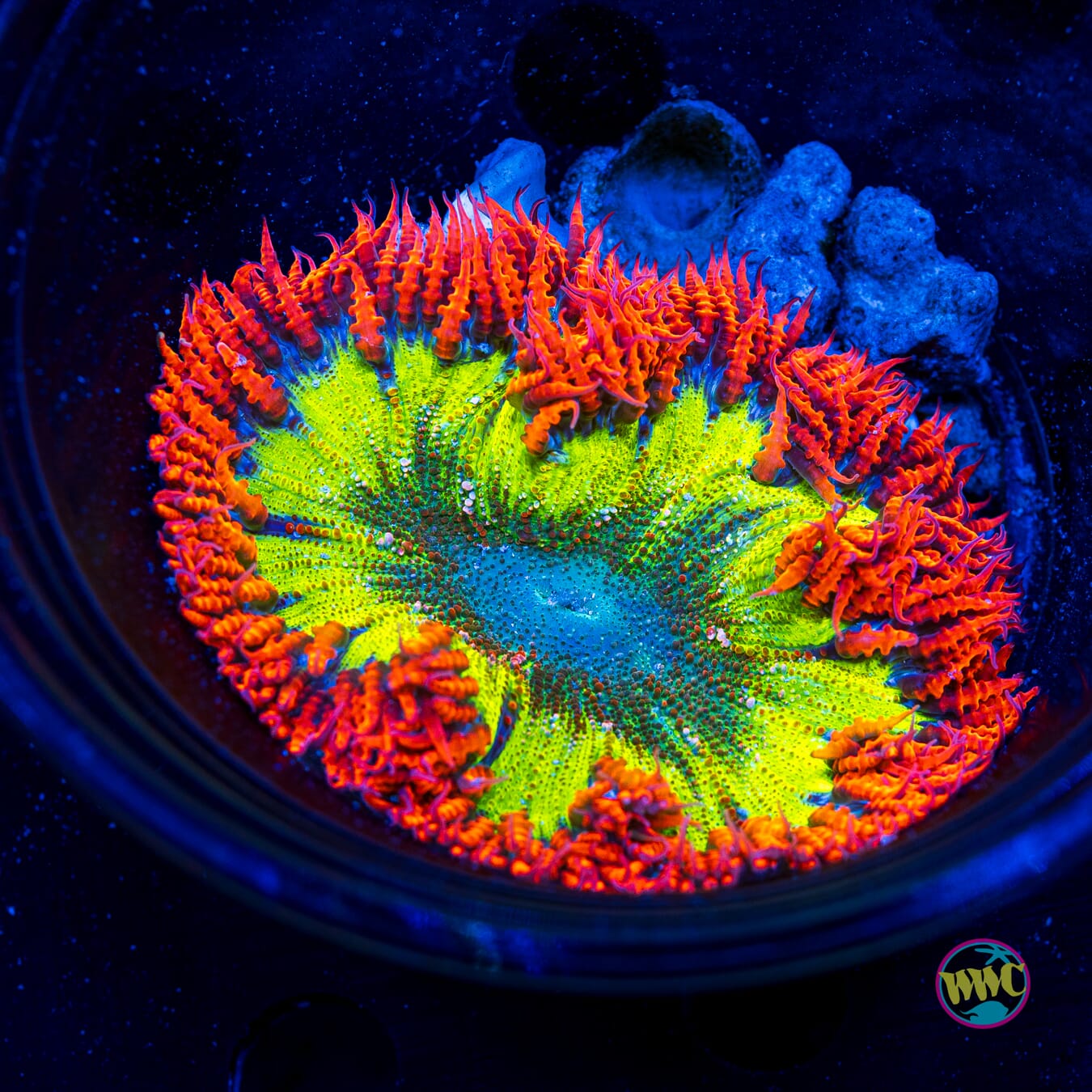 Cosmic Explosion Flower Anemone
