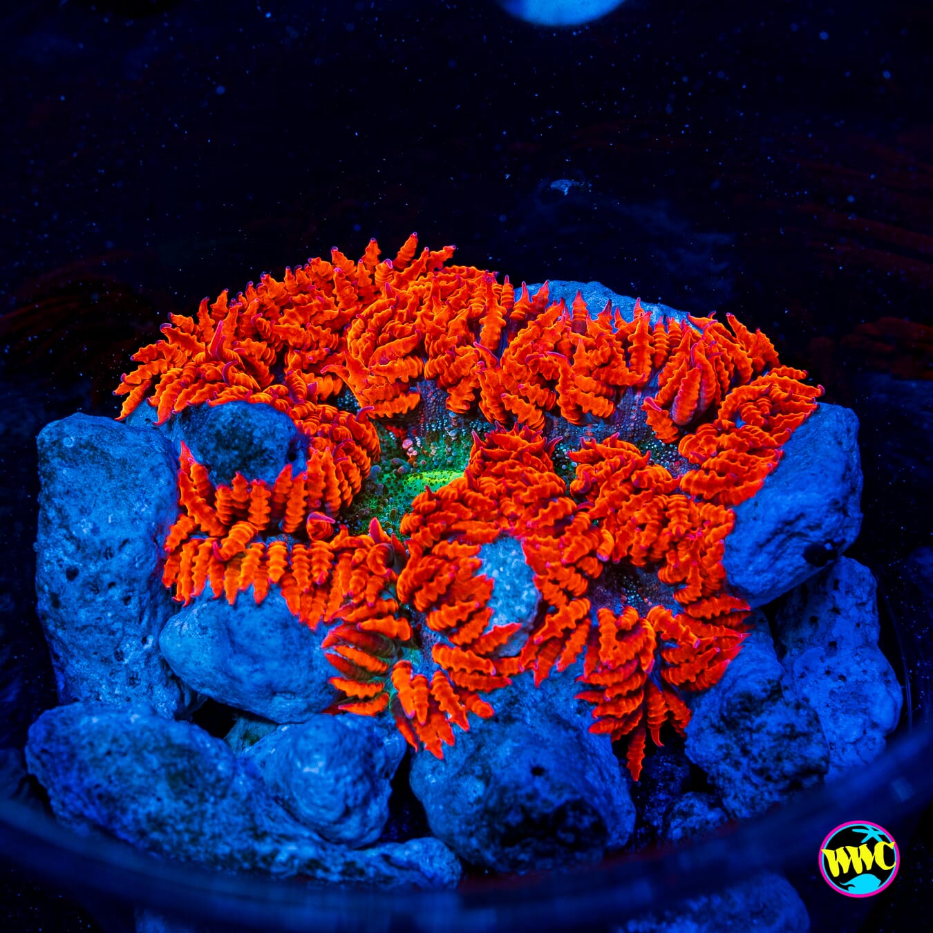 Forest Fire Flower Anemone