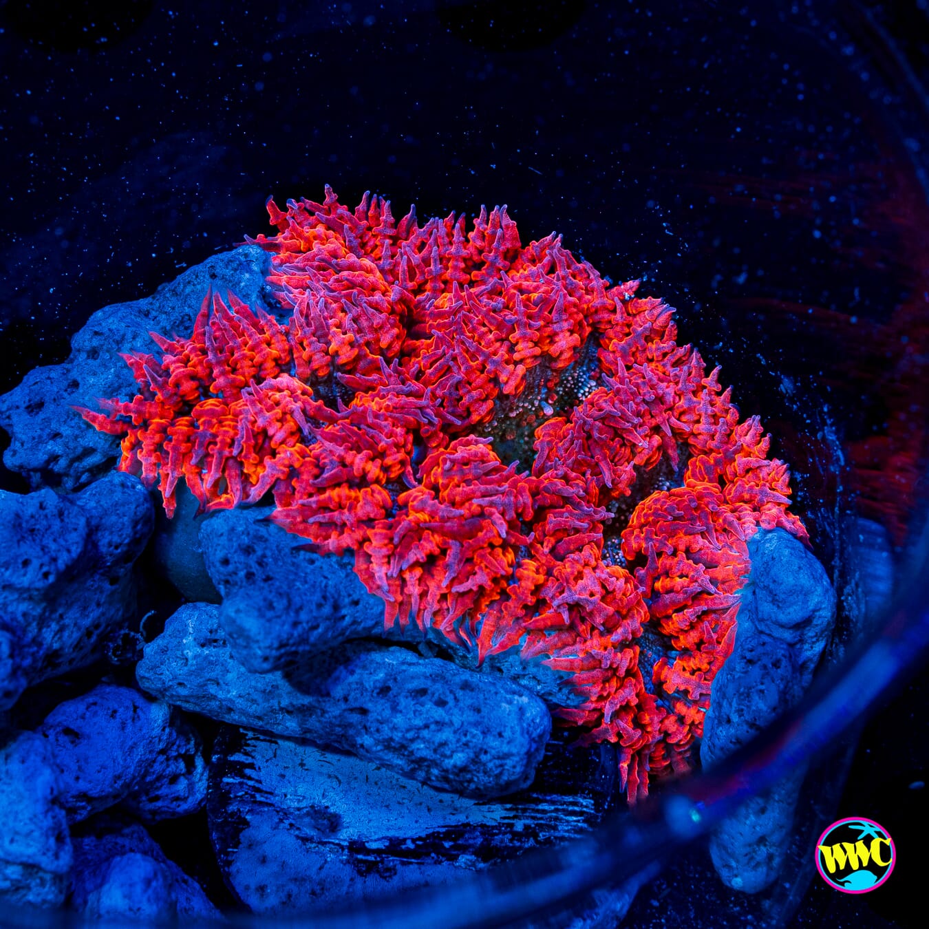 Raspberry Ring Flower Anemone