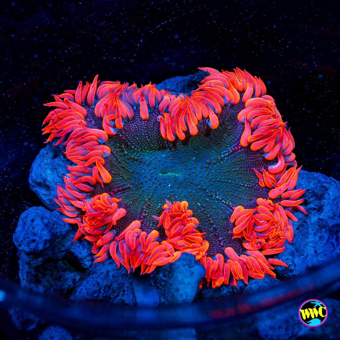 Ring of Fire Flower Anemone