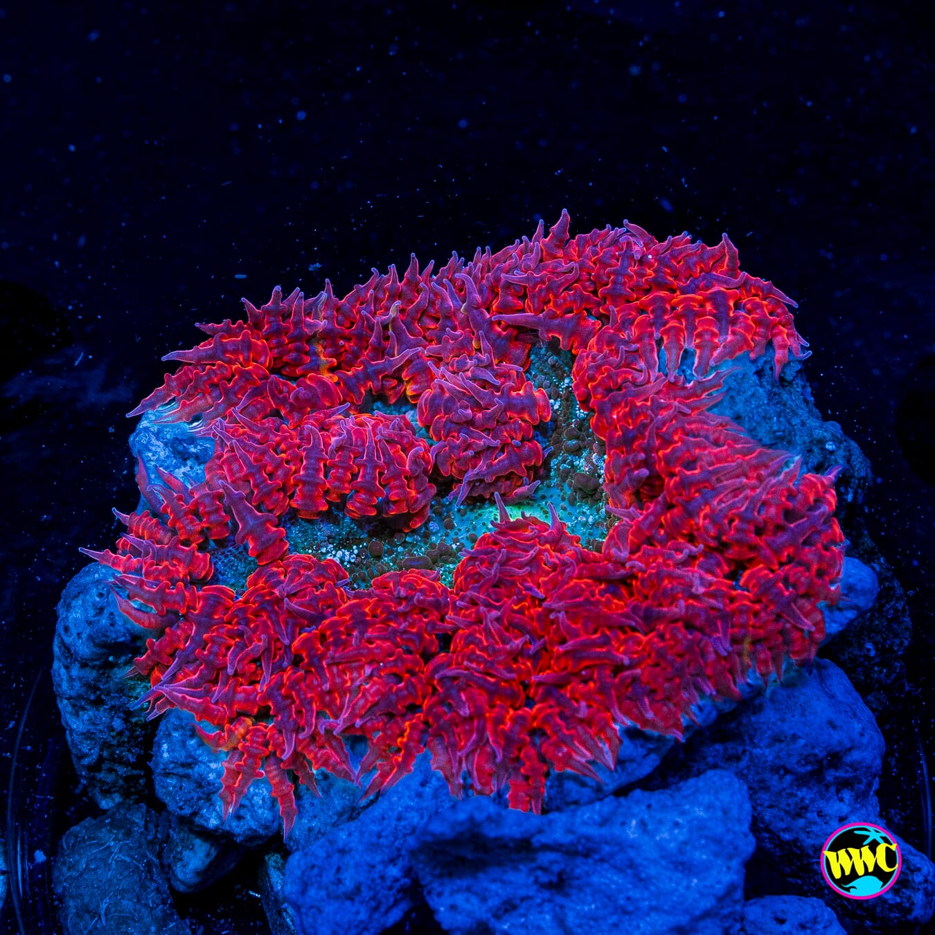 Scarlet Wave Flower Anemone
