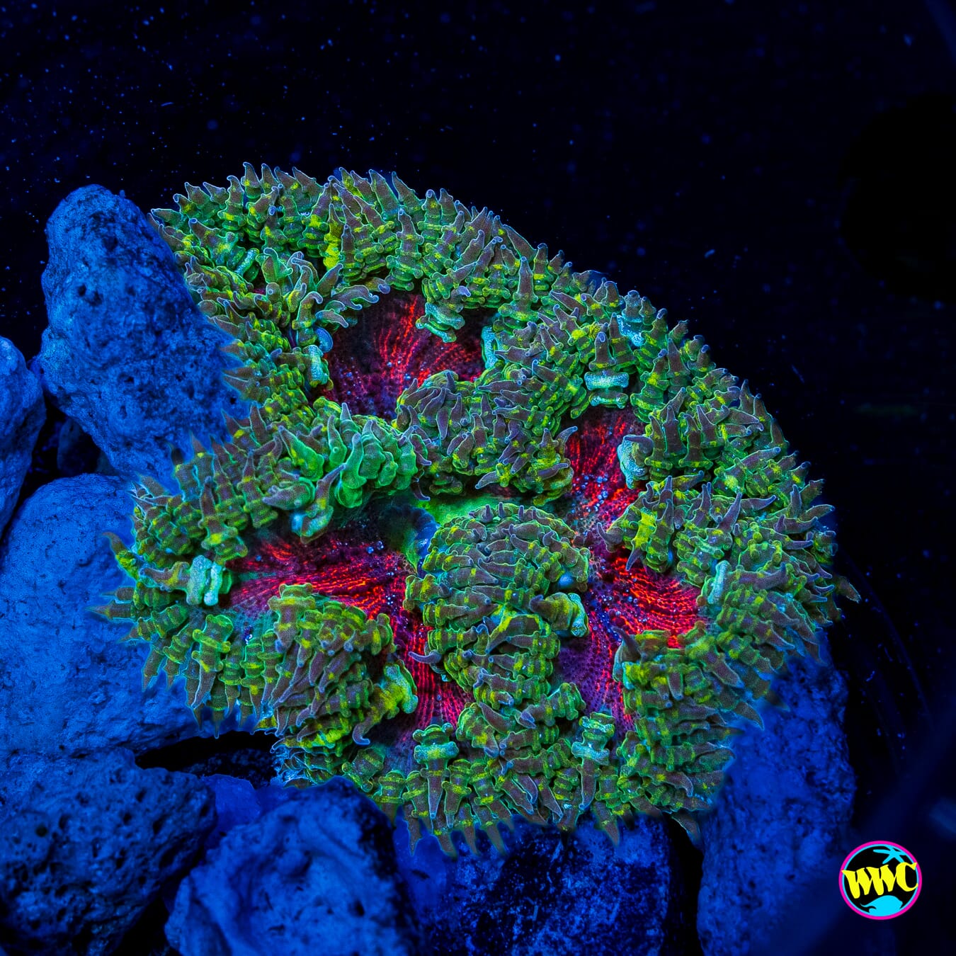 Jungle Berry Flower Anemone
