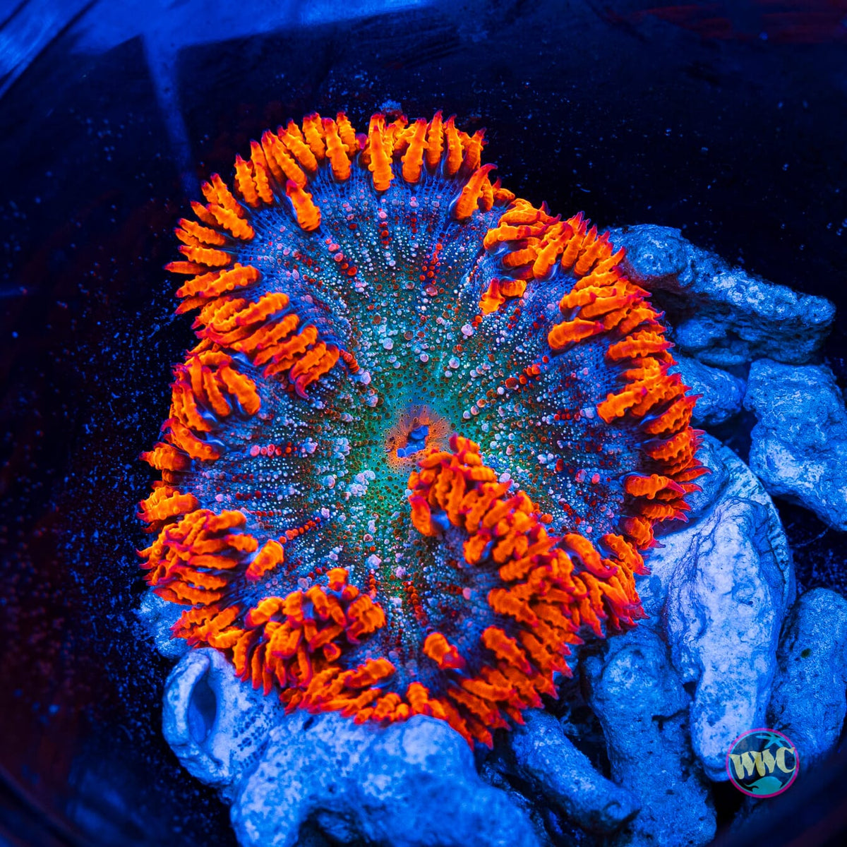 Flaming Rose Flower Anemone