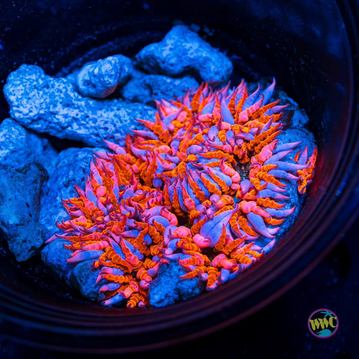 Peppermint Flower Anemone