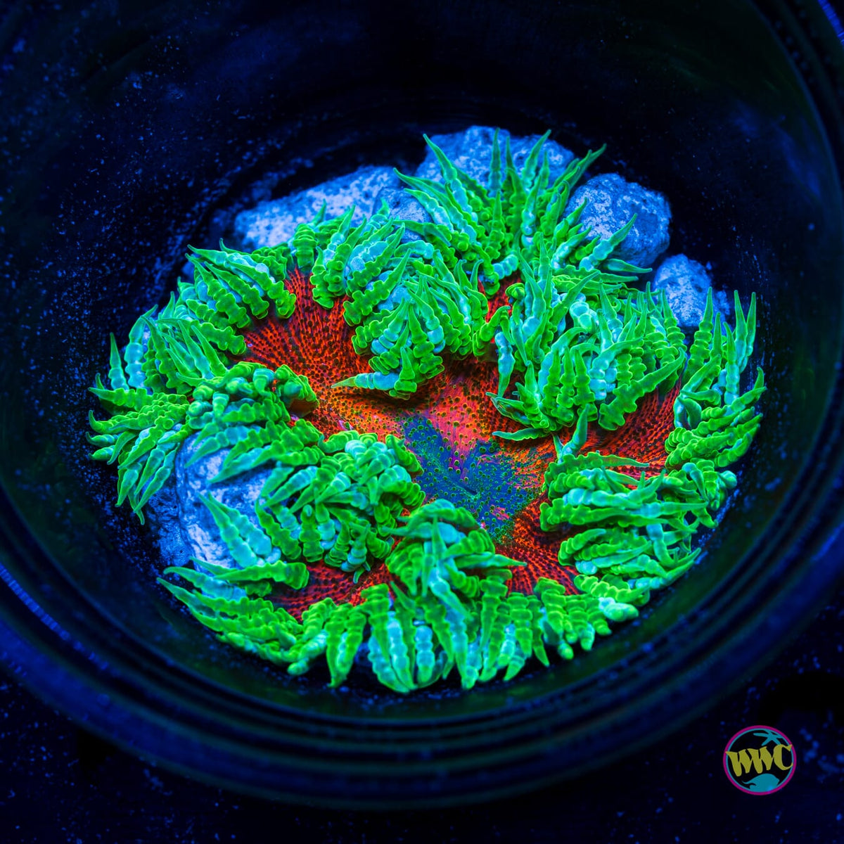 Chili Lime Flower Anemone